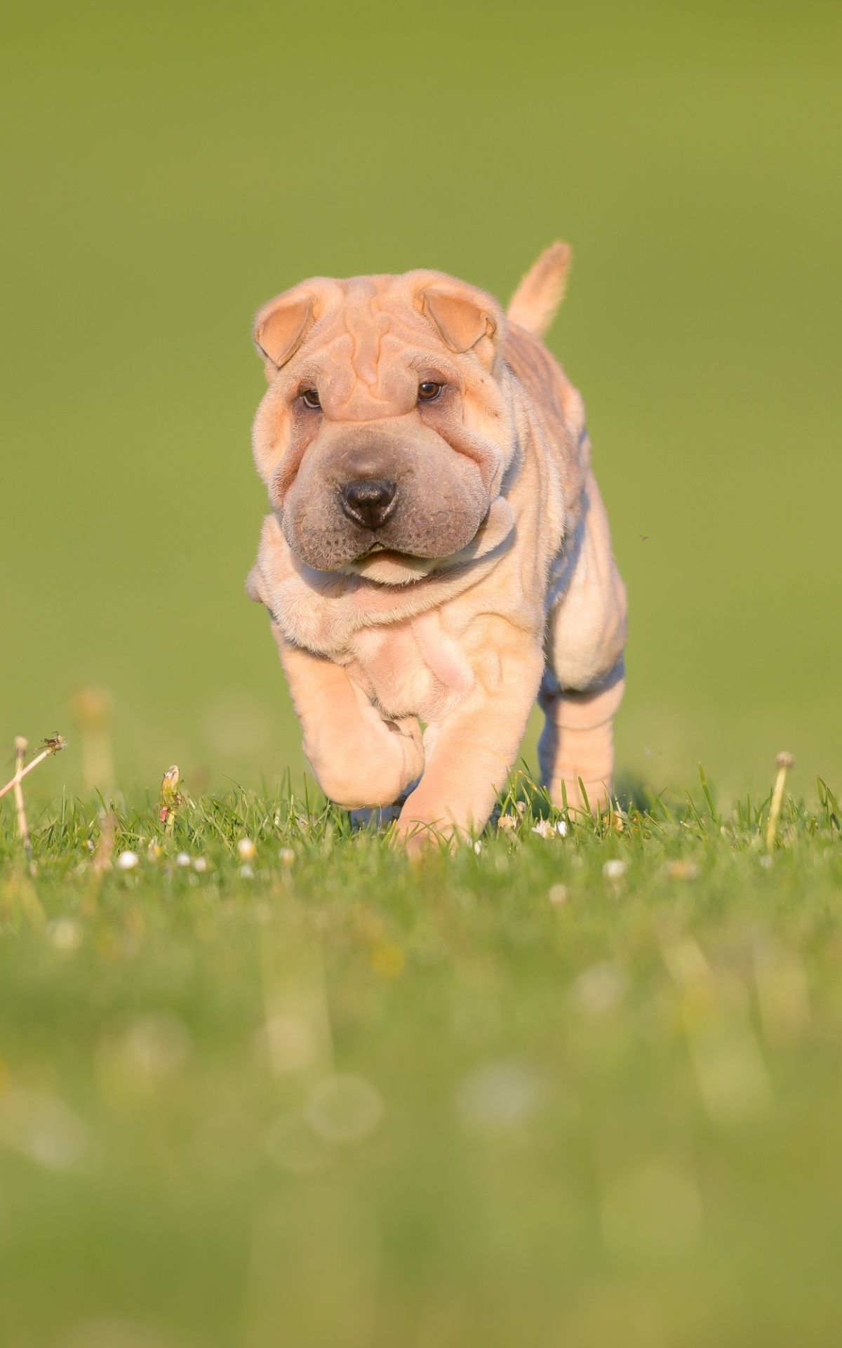 Download mobile wallpaper Dogs, Grass, Dog, Animal, Puppy, Shar Pei, Baby Animal for free.