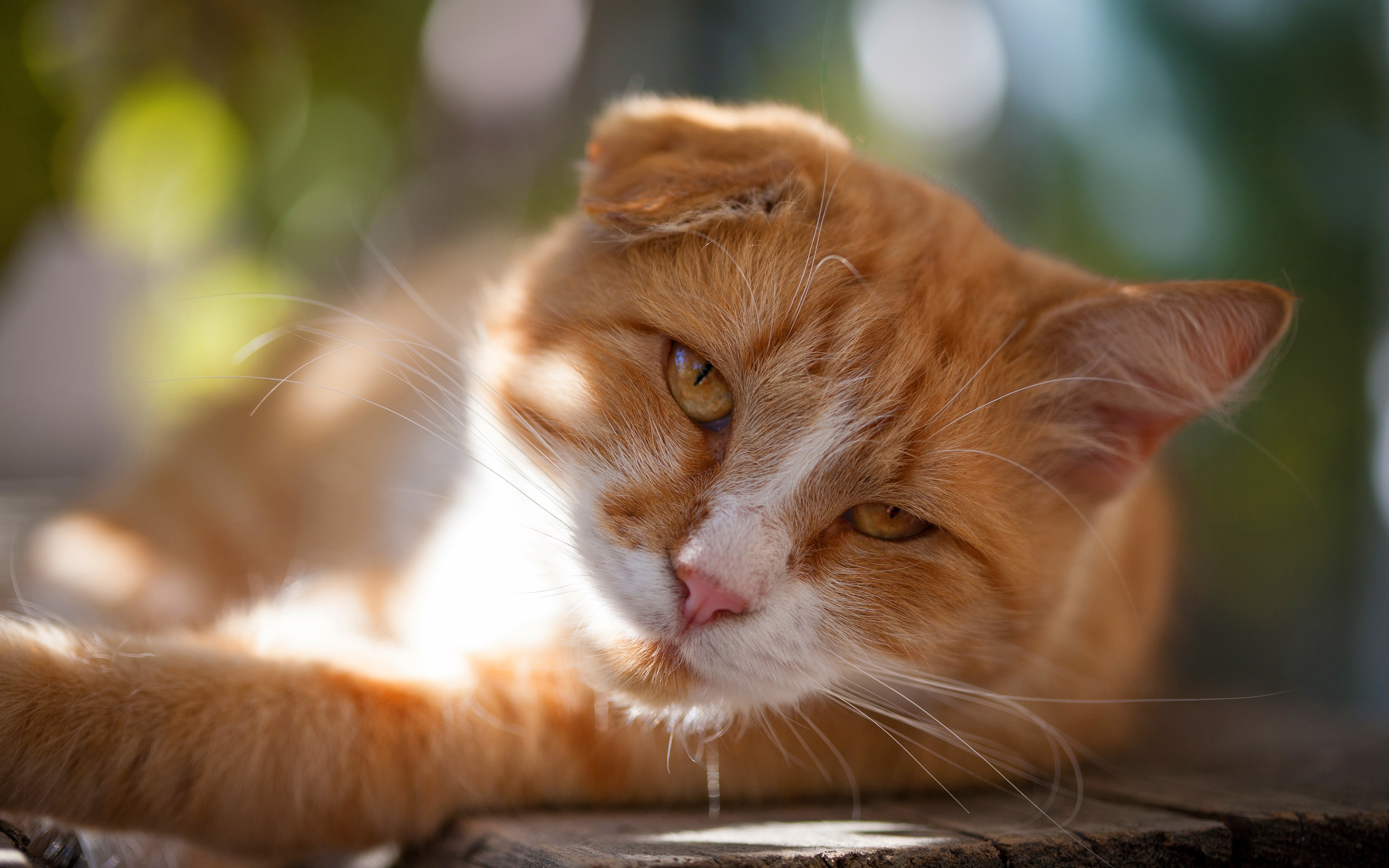 Handy-Wallpaper Tiere, Katzen, Katze kostenlos herunterladen.