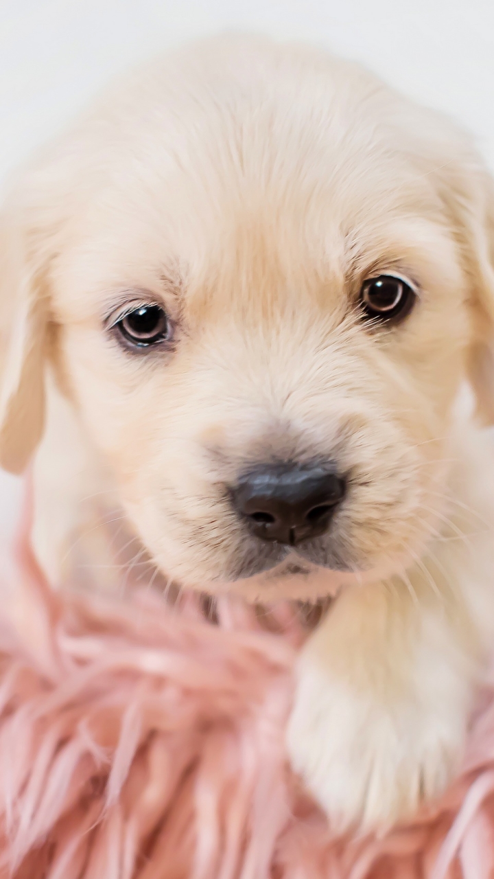 無料モバイル壁紙動物, 犬, 子犬, 赤ちゃん動物をダウンロードします。