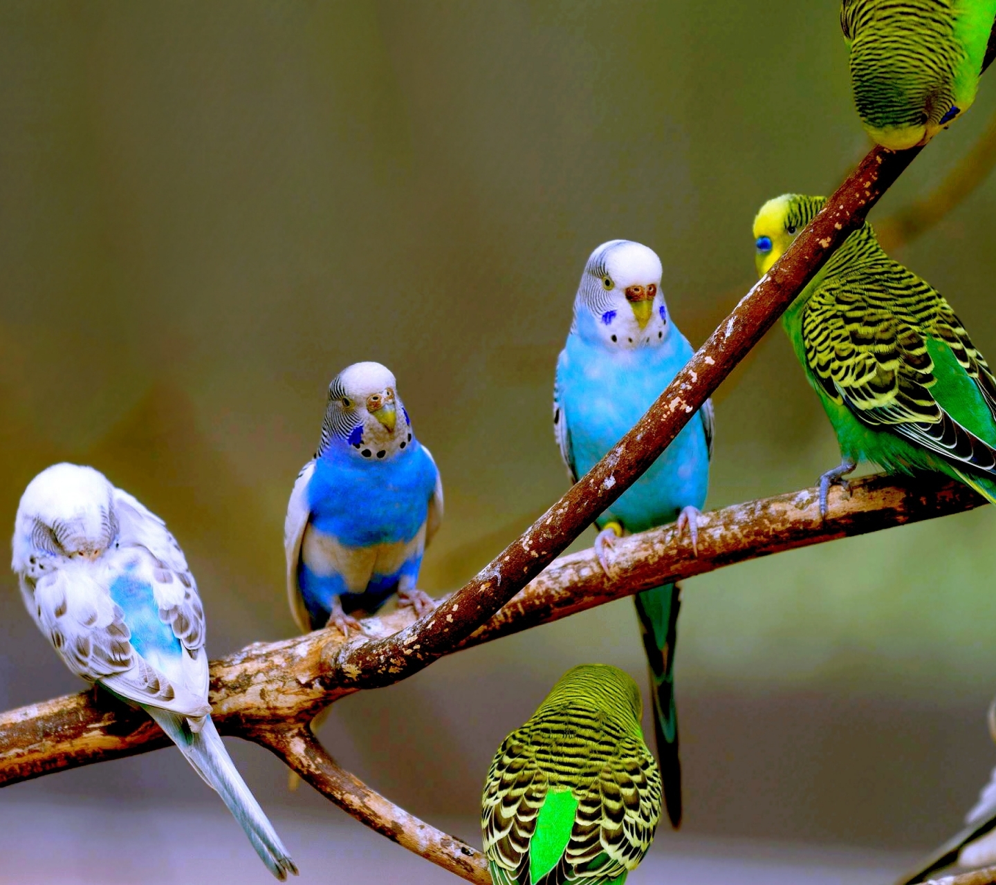 Download mobile wallpaper Birds, Animal, Budgerigar for free.