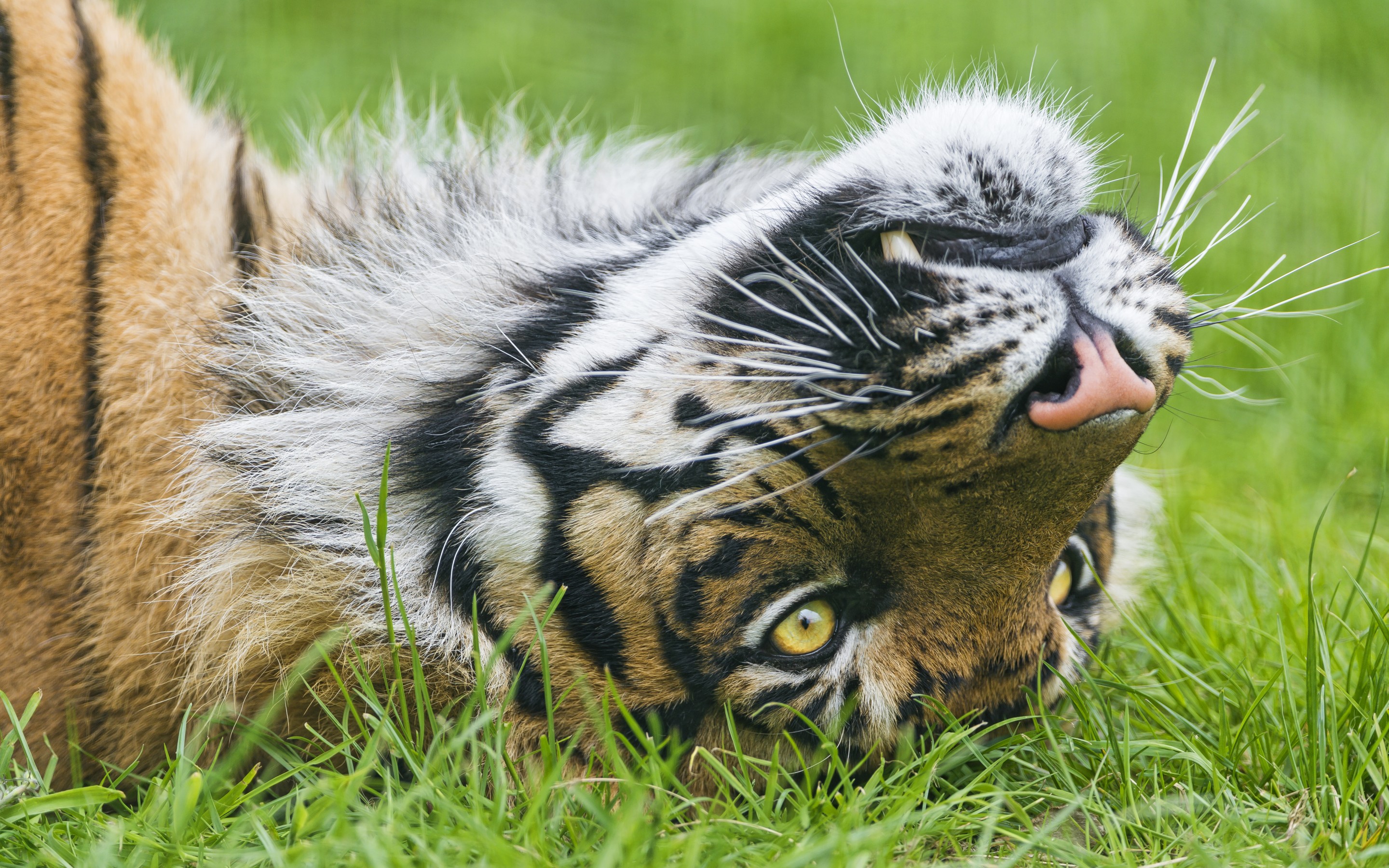 PCデスクトップに動物, 猫, 虎画像を無料でダウンロード