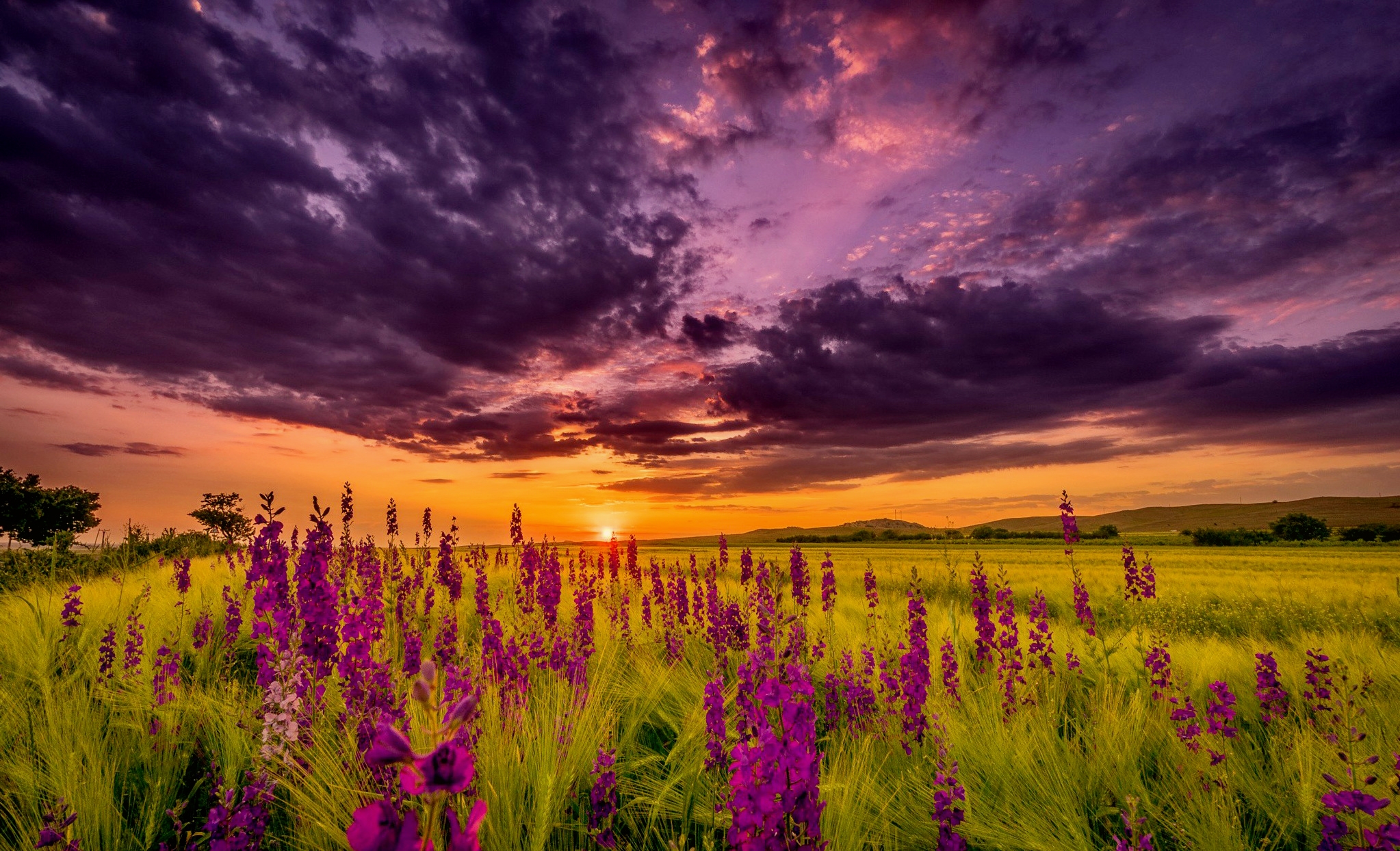 Download mobile wallpaper Sunset, Flower, Earth, Field, Cloud, Lupine, Purple Flower for free.