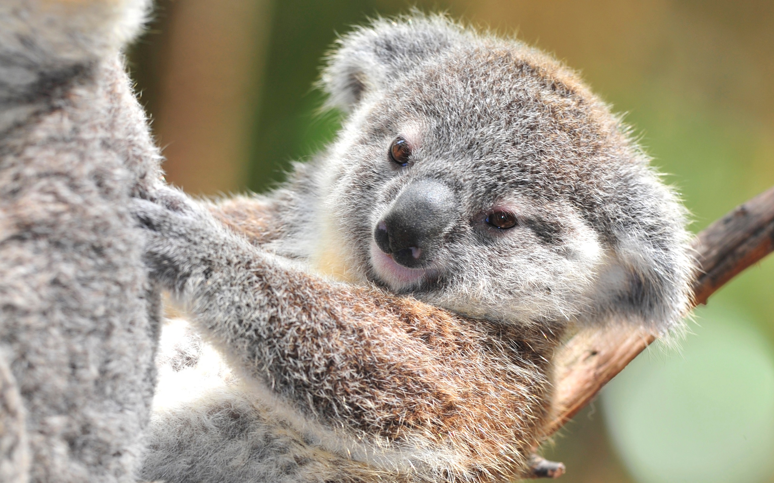568244 завантажити картинку тварина, коала - шпалери і заставки безкоштовно