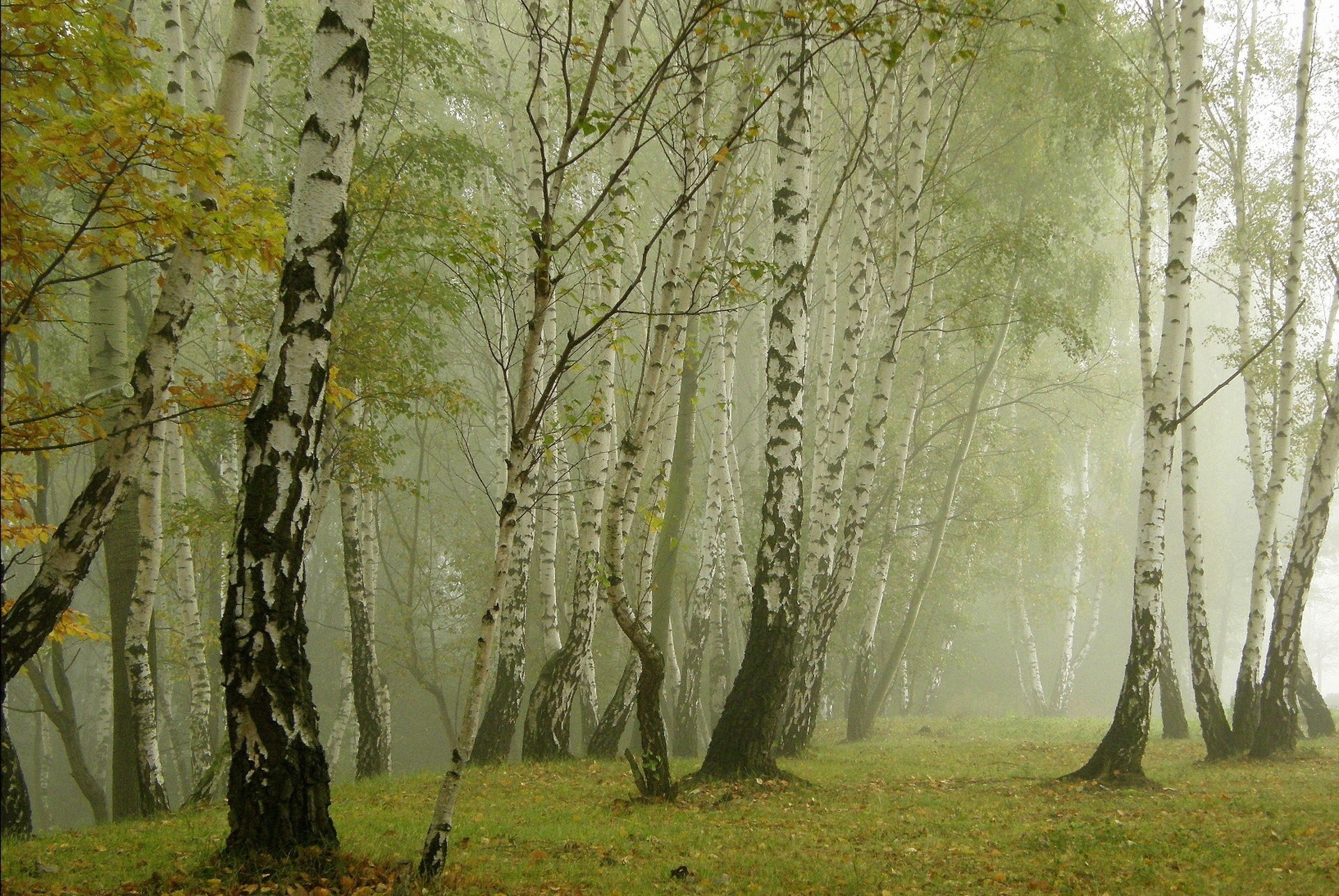 Laden Sie das Nebel, Birken, Gasse, Natur-Bild kostenlos auf Ihren PC-Desktop herunter