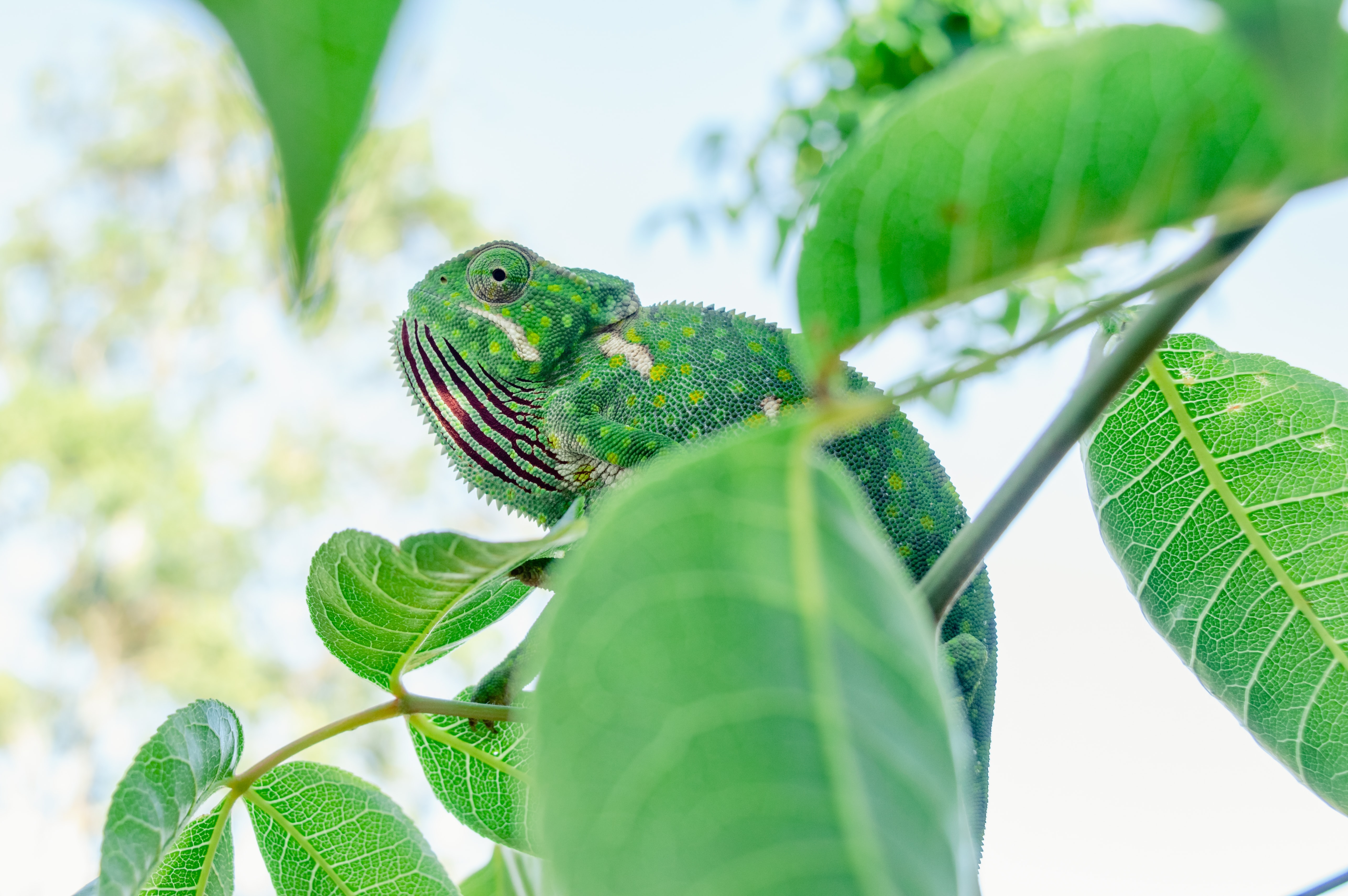 Free download wallpaper Leaves, Branches, Lizard, Chameleon, Animals on your PC desktop