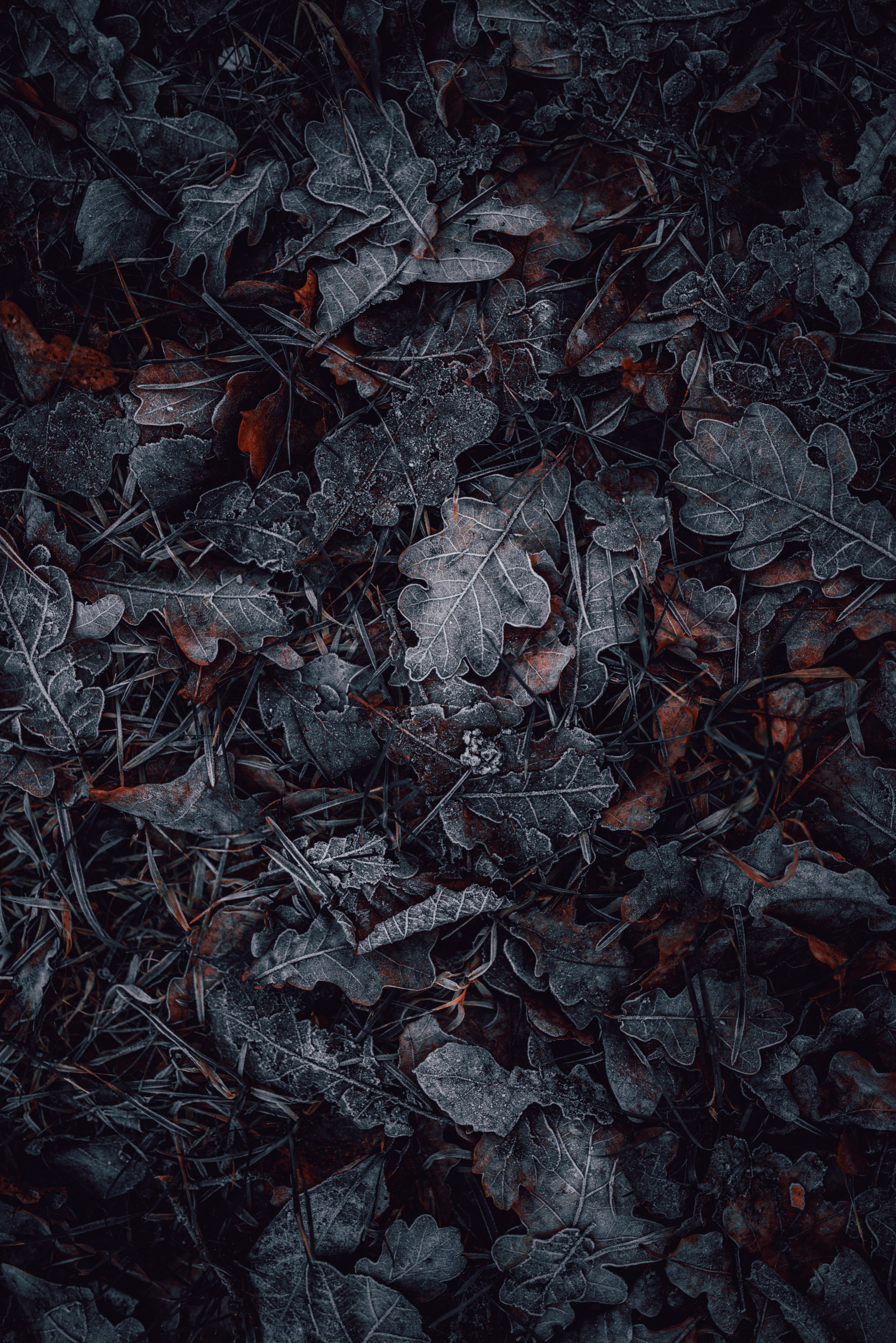Download mobile wallpaper Leaves, Hoarfrost, Frost, Grass, Nature, Macro, Autumn for free.