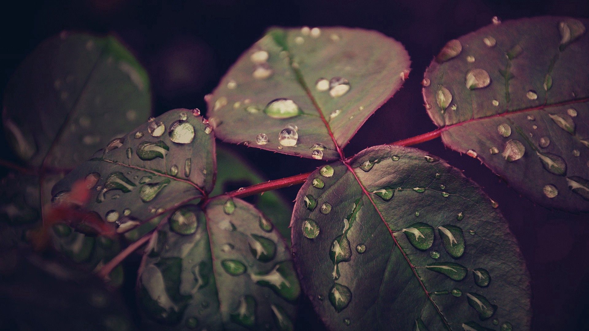 Download mobile wallpaper Macro, Leaves, Dew, Drops, Plant for free.