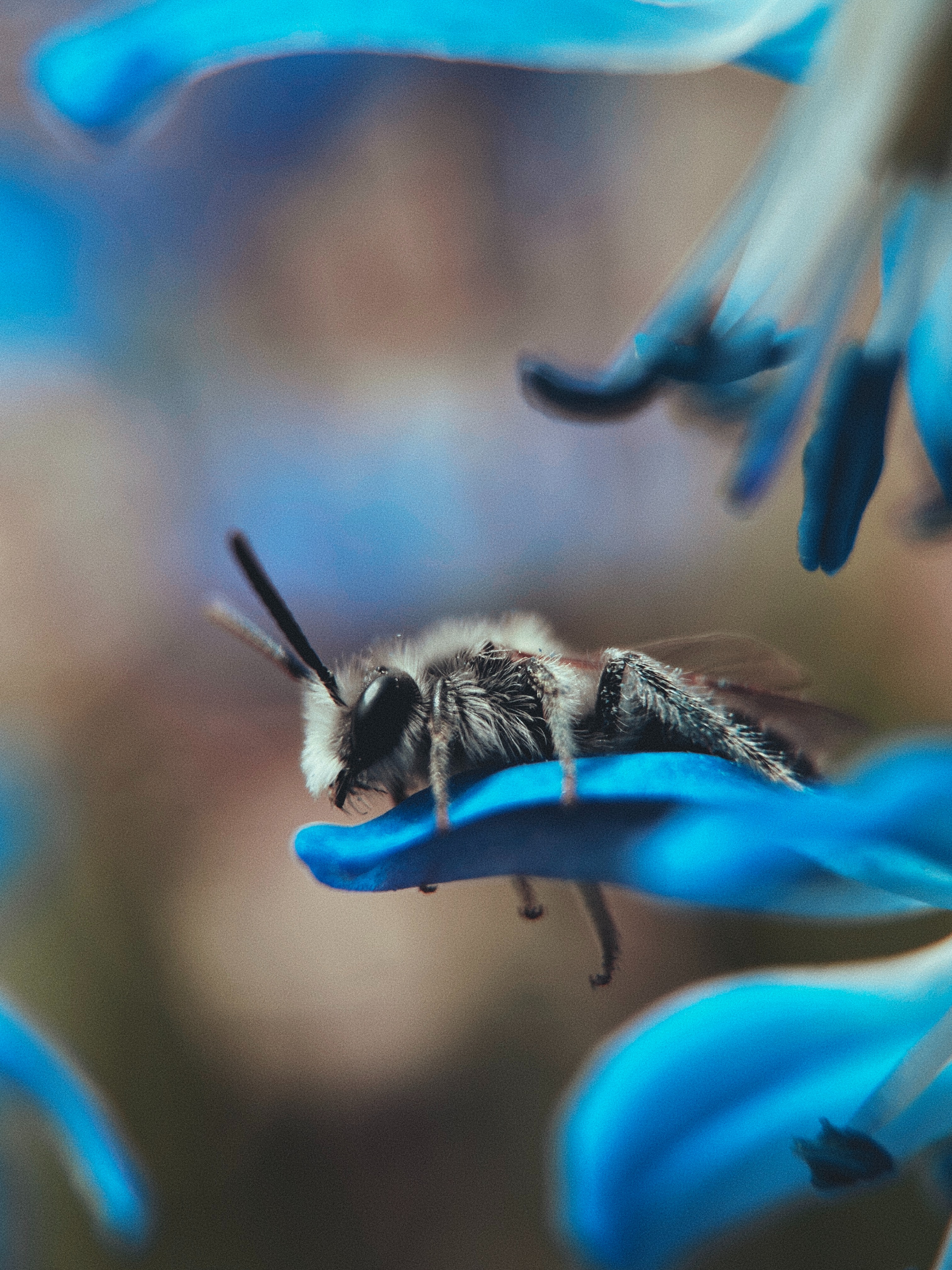 Скачать картинку Пчела, Животные, Насекомое, Макро, Цветок в телефон бесплатно.