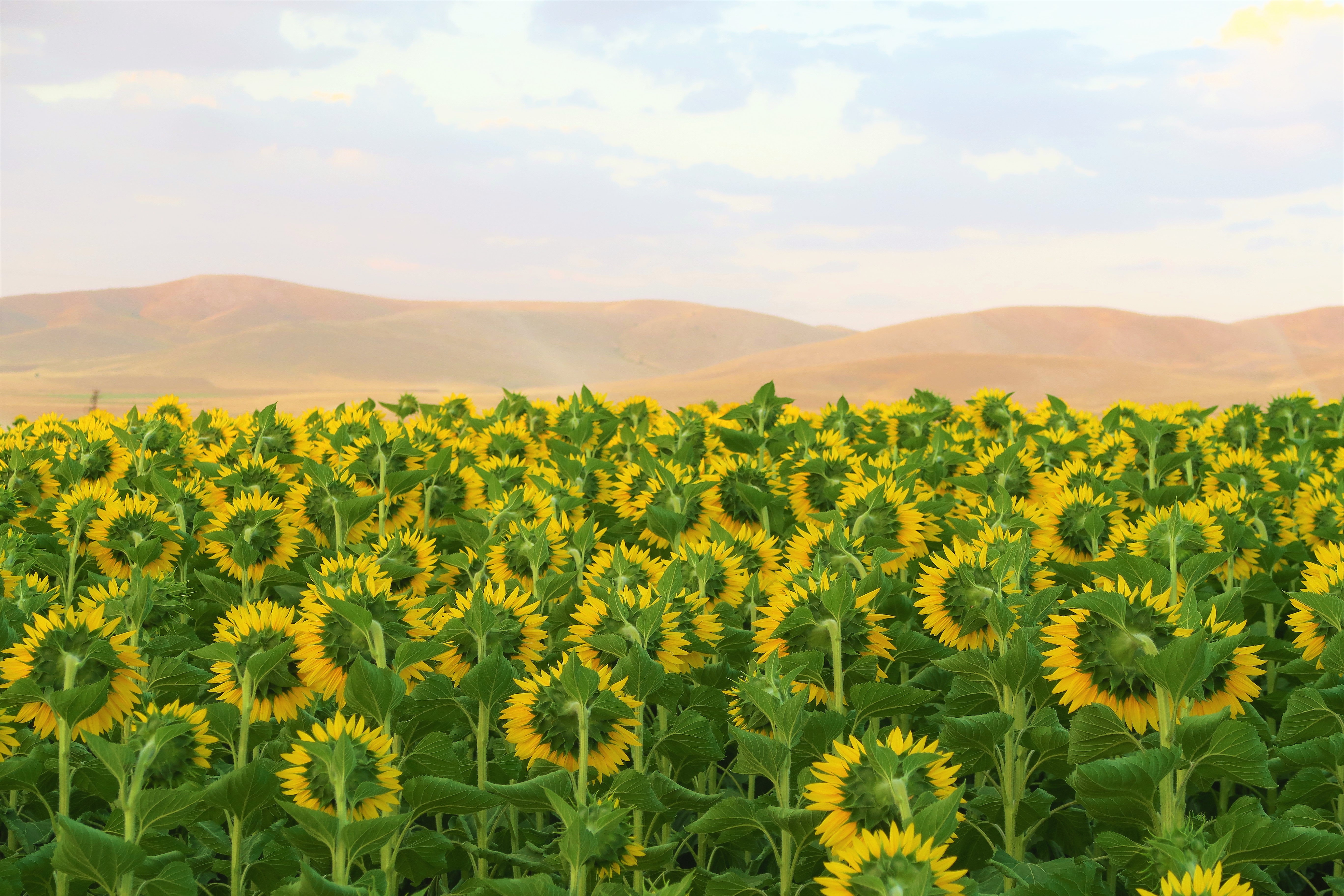 Free download wallpaper Flowers, Hills, Field, Sunflowers on your PC desktop