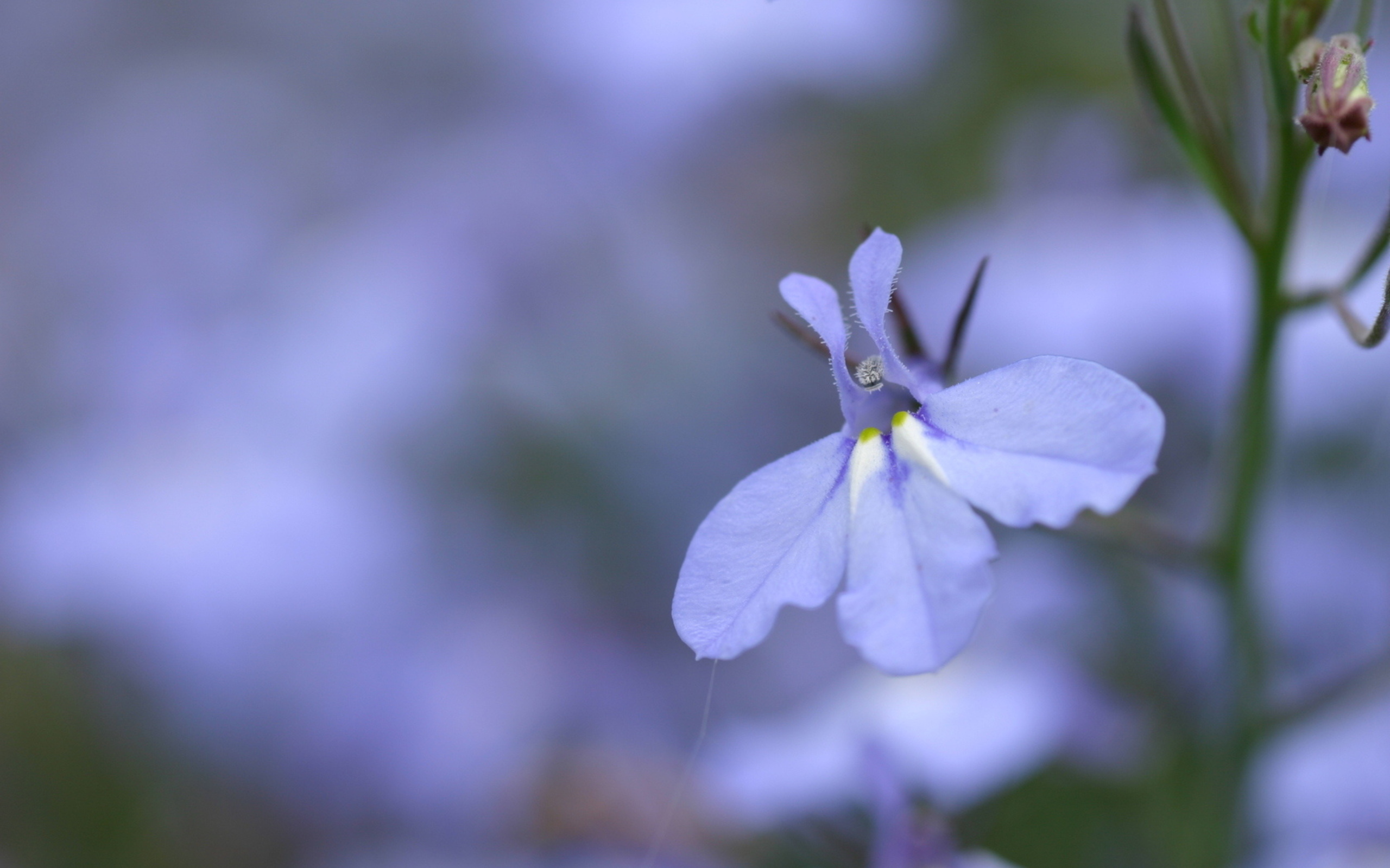 Free download wallpaper Flowers, Flower, Earth on your PC desktop