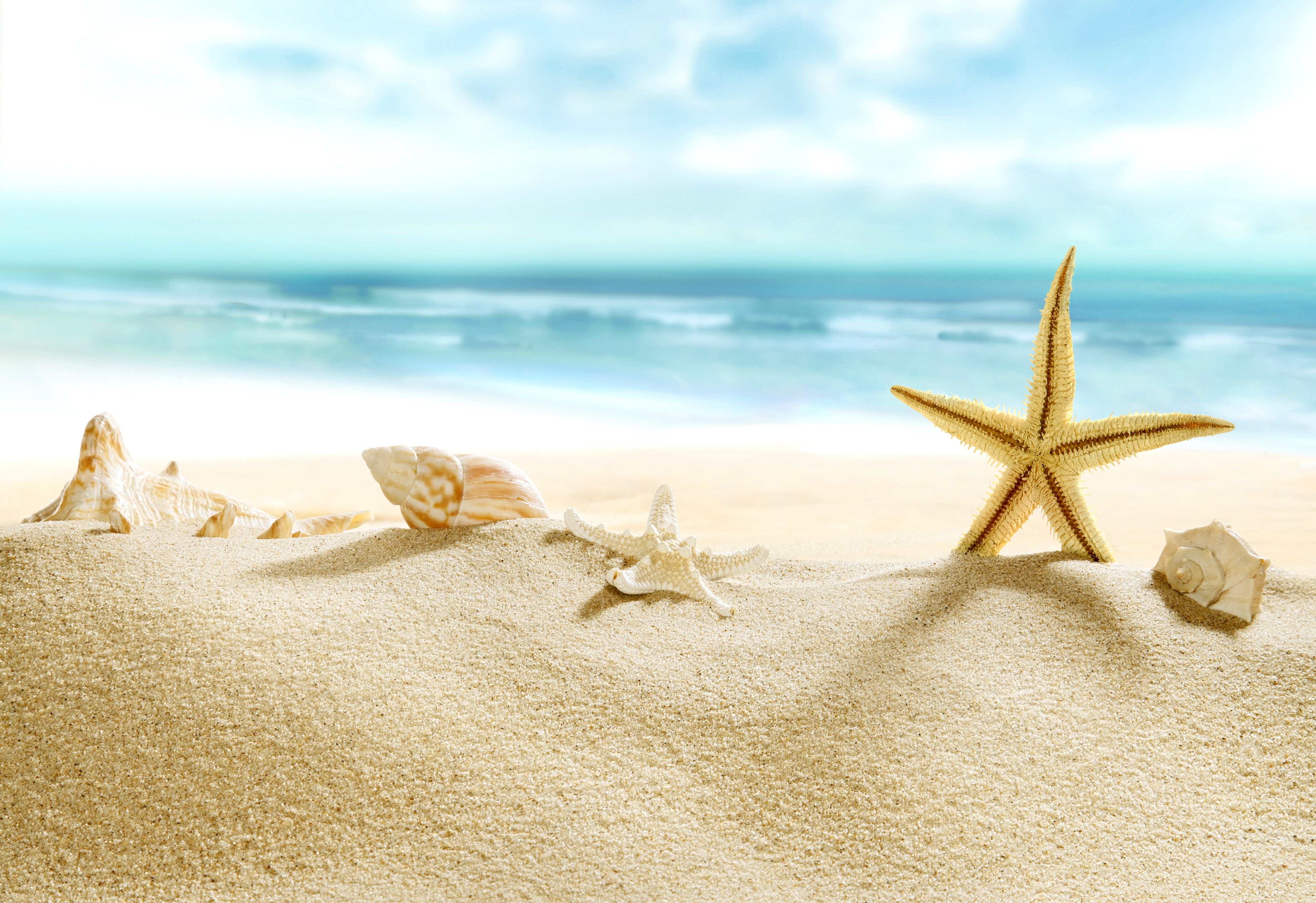 Free download wallpaper Beach, Sand, Starfish, Ocean, Close Up, Earth, Shell, Depth Of Field on your PC desktop