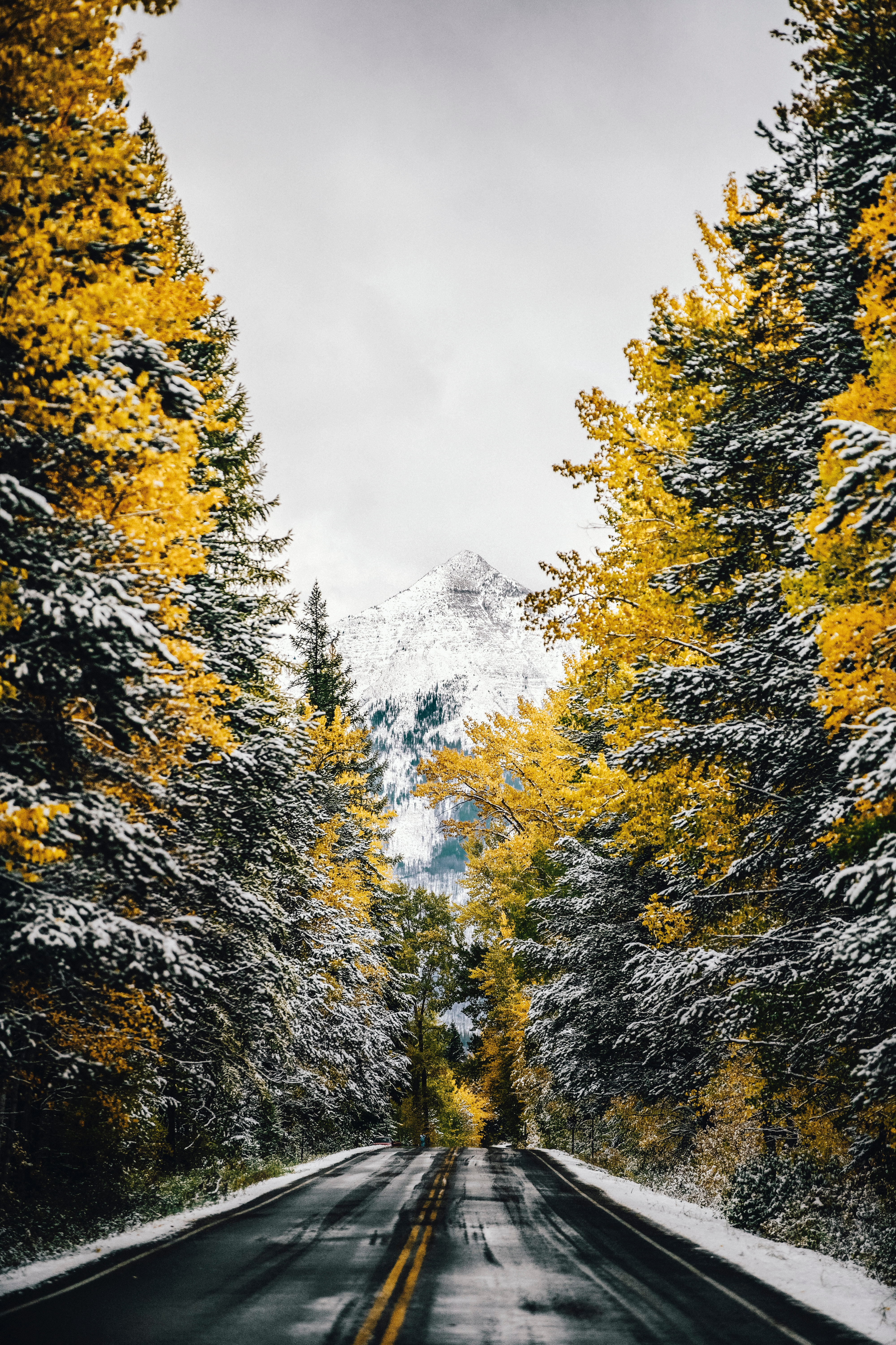 mountain, top, nature, trees, snow, vertex, road Free Stock Photo