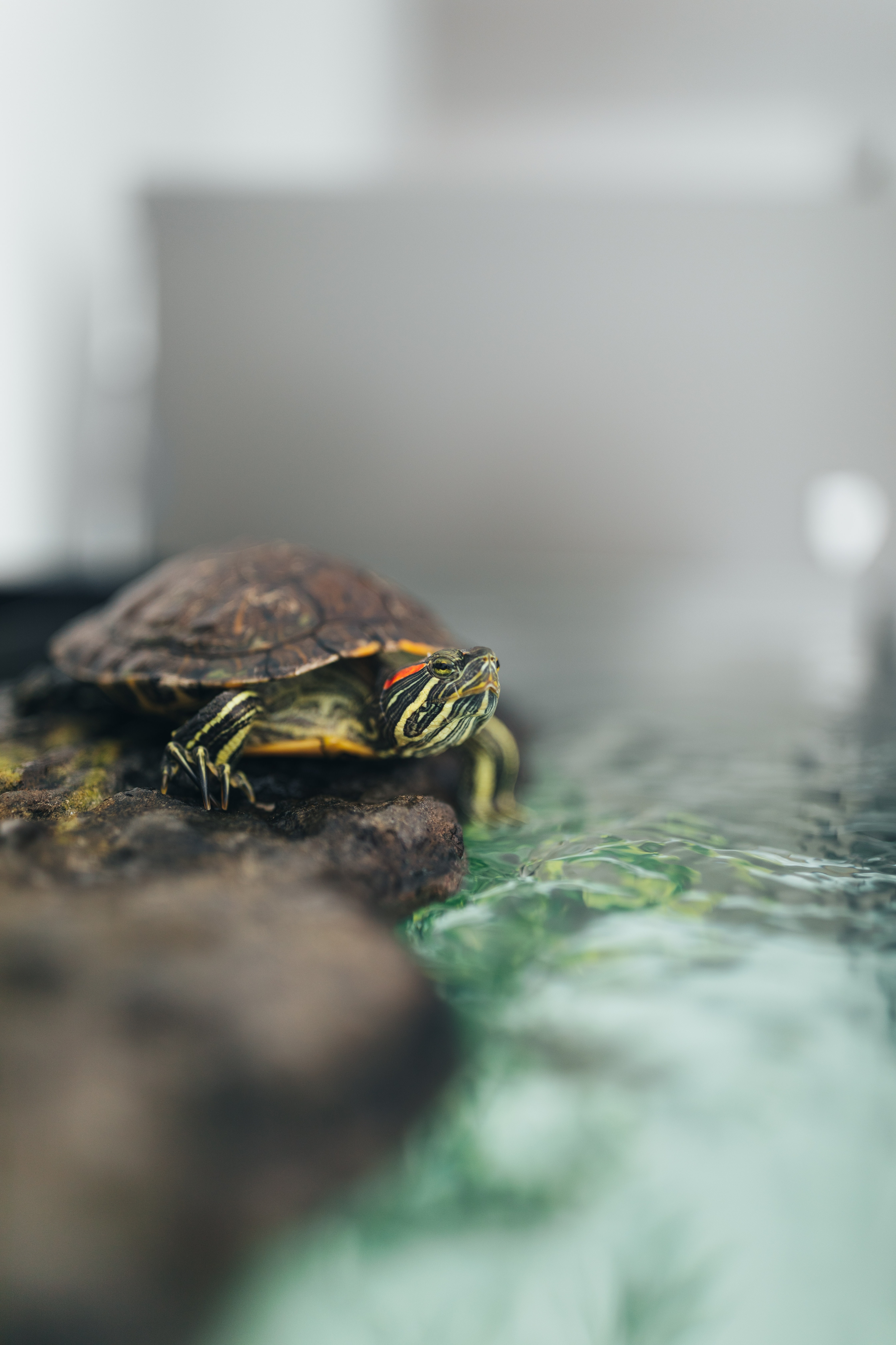 Download mobile wallpaper Carapace, Animal, Shell, Animals, Water, Turtle for free.