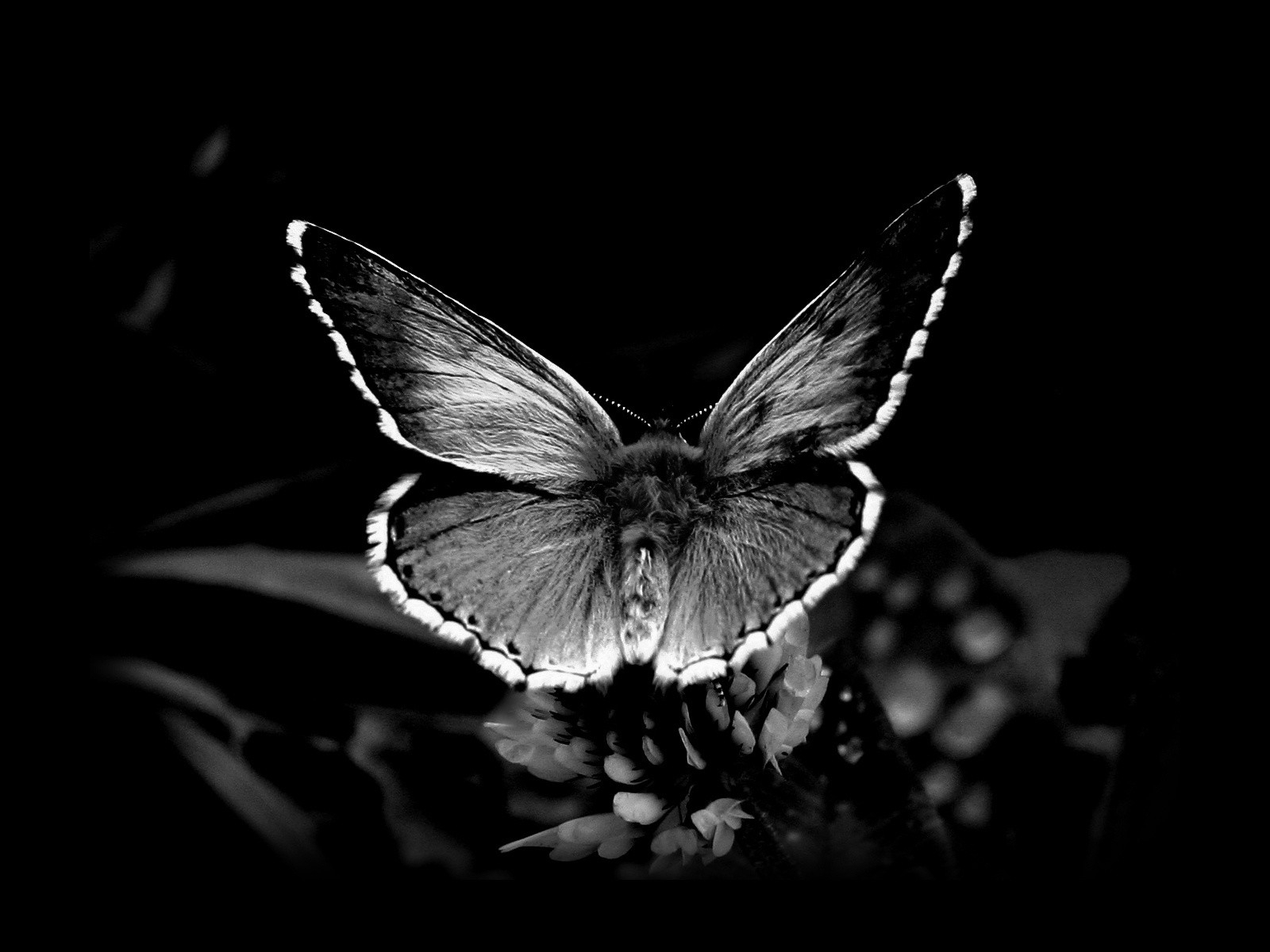 Скачать картинку Бабочка, Крылья, Черно Белый, Фотографии в телефон бесплатно.