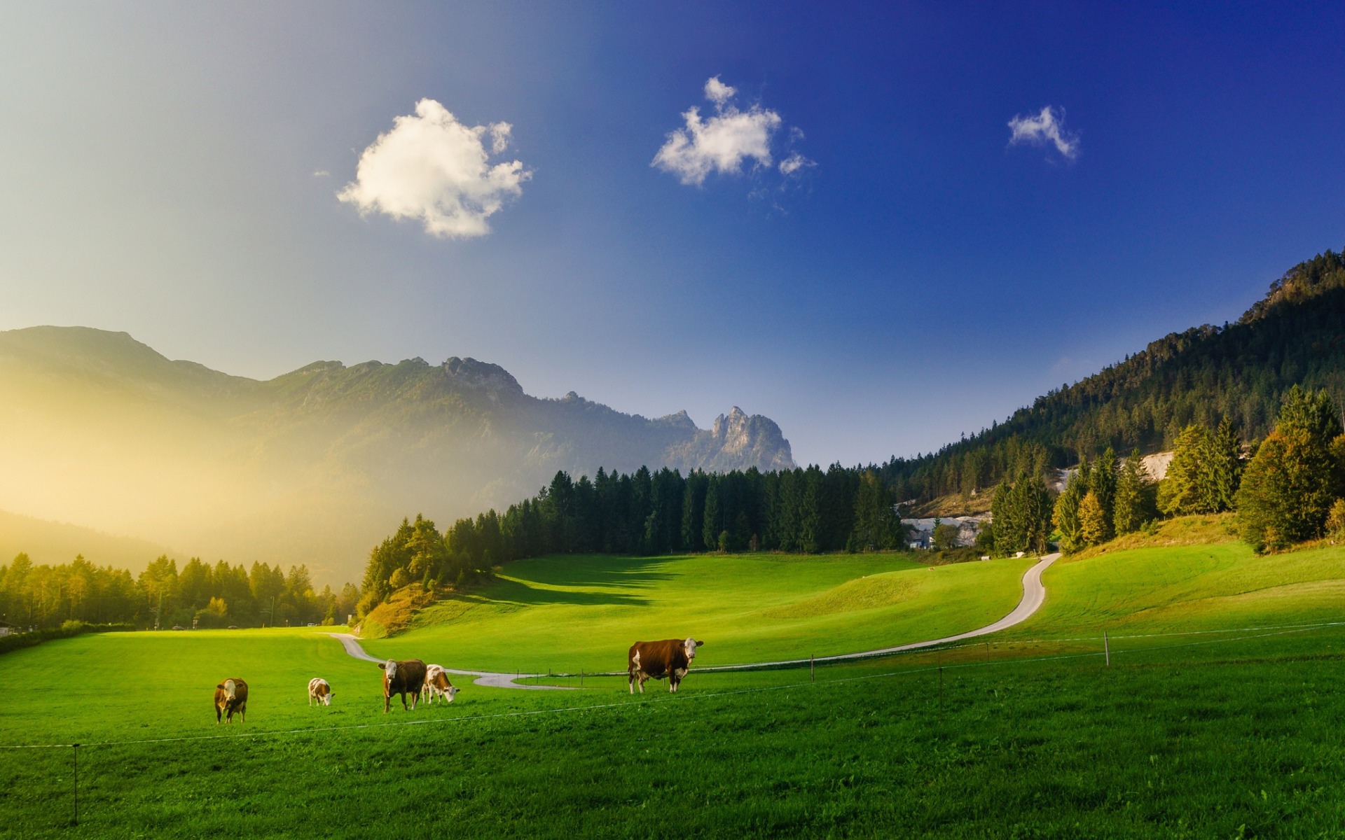 Free download wallpaper Landscape, Animal, Cow on your PC desktop