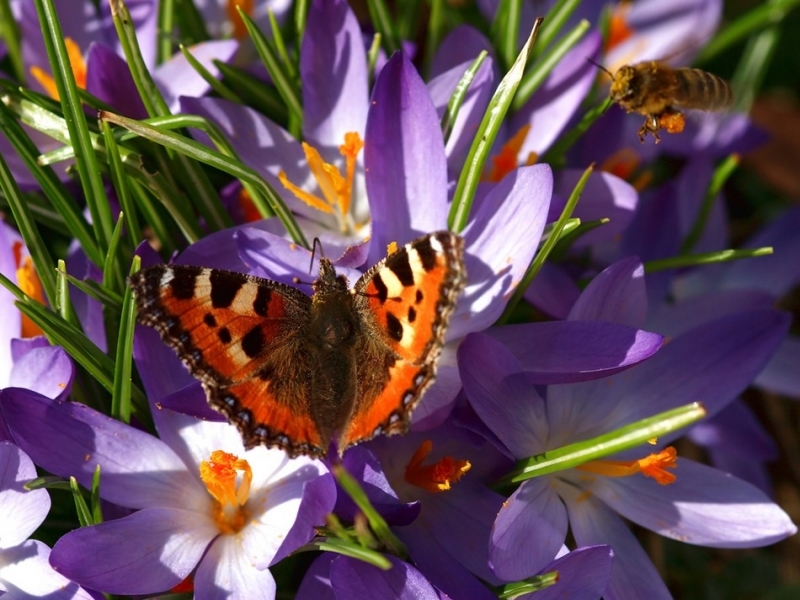 Téléchargez des papiers peints mobile Fleurs, Paysage, Plantes, Insectes, Papillons gratuitement.