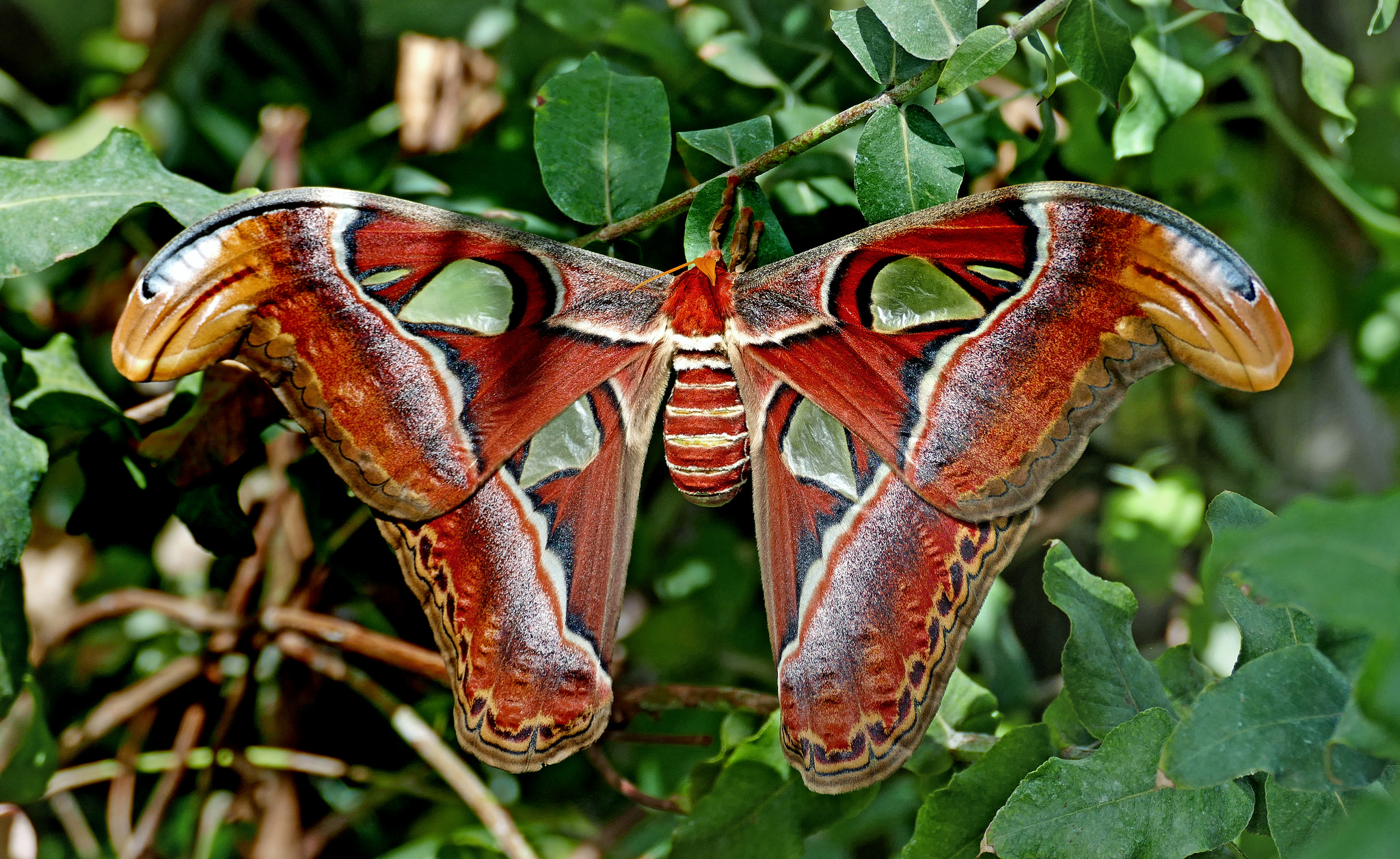 Download mobile wallpaper Insect, Animal, Moth, Atlas Moth for free.