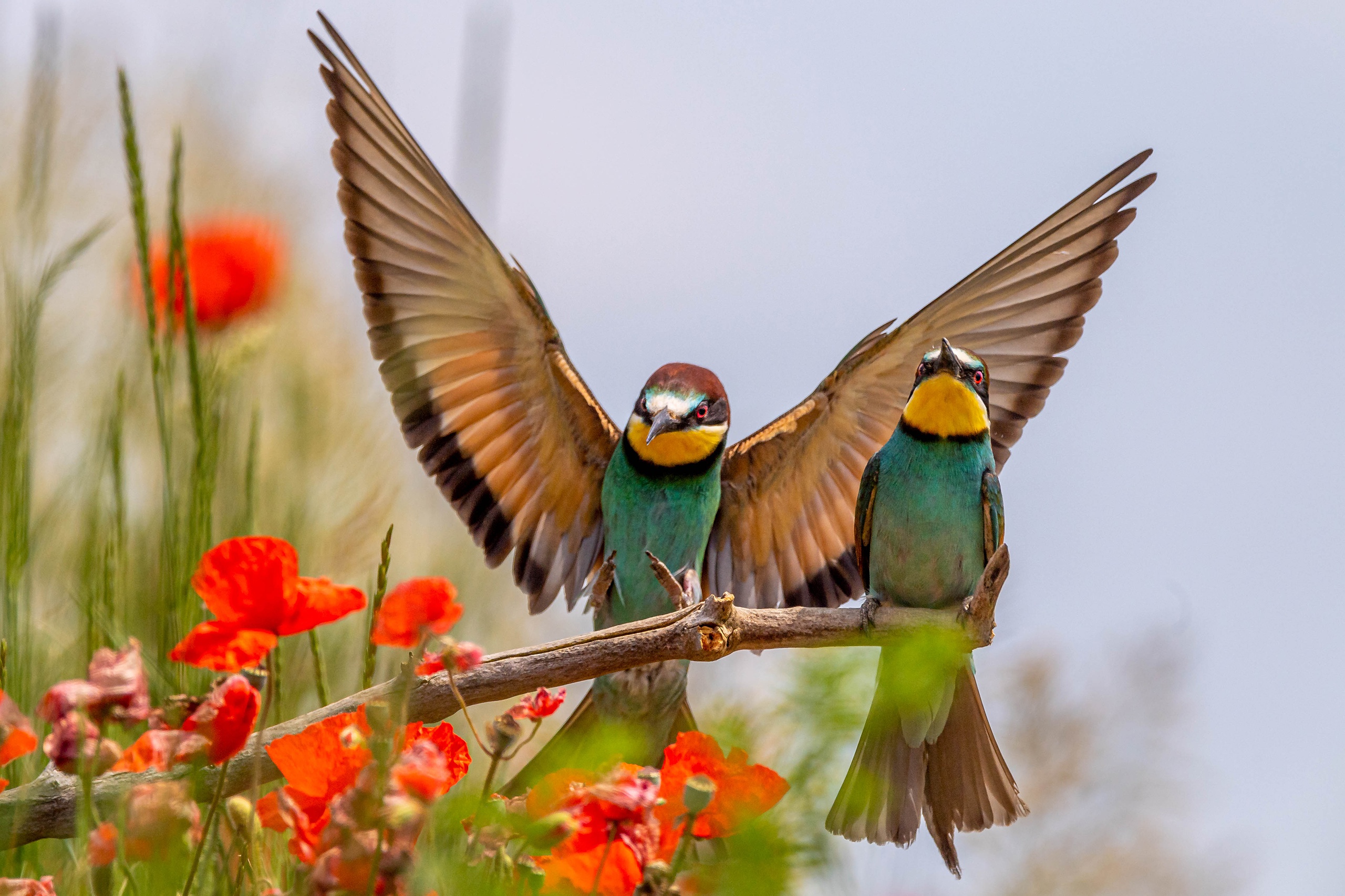 Download mobile wallpaper Birds, Animal, European Bee Eater for free.