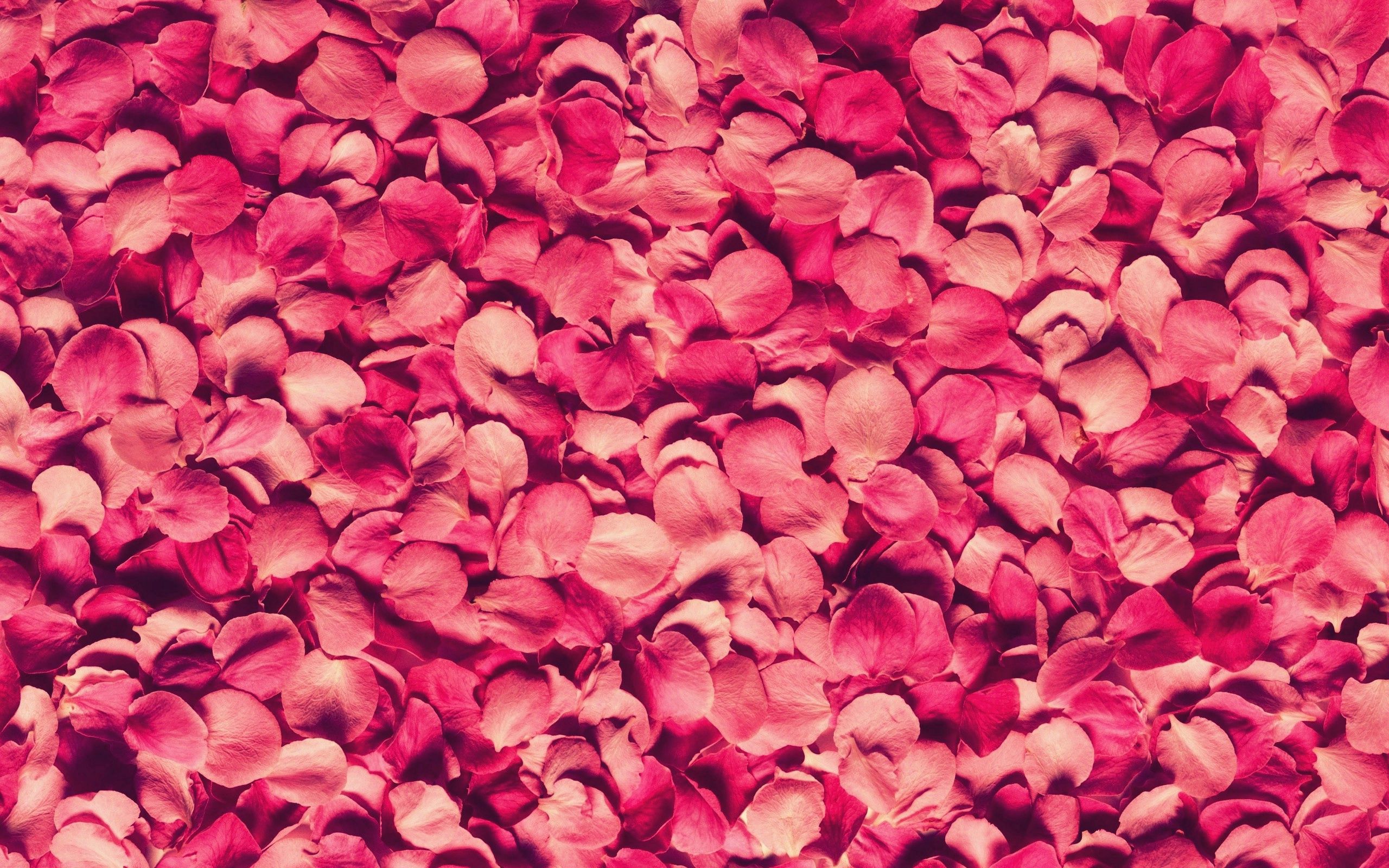 Handy-Wallpaper Blütenblätter, Rose, Texturen, Textur kostenlos herunterladen.