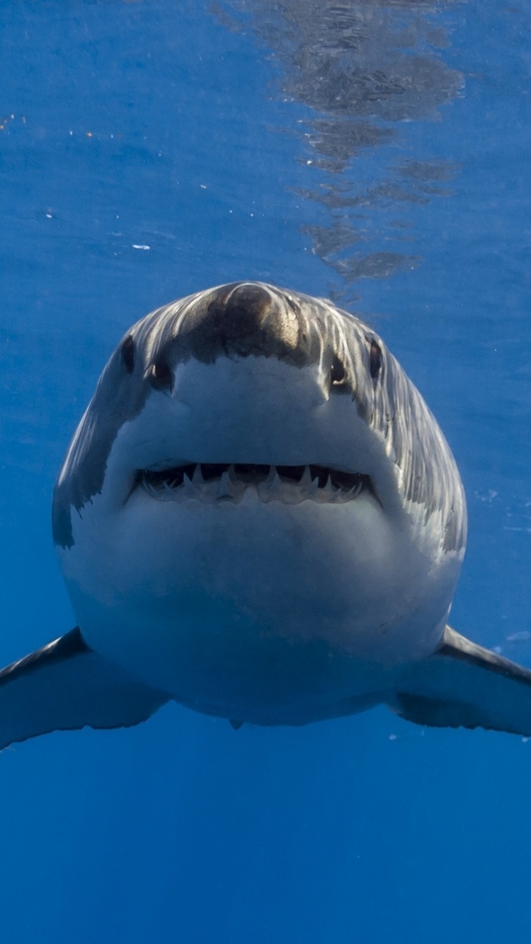 Descarga gratuita de fondo de pantalla para móvil de Animales, Tiburones, Tiburón.