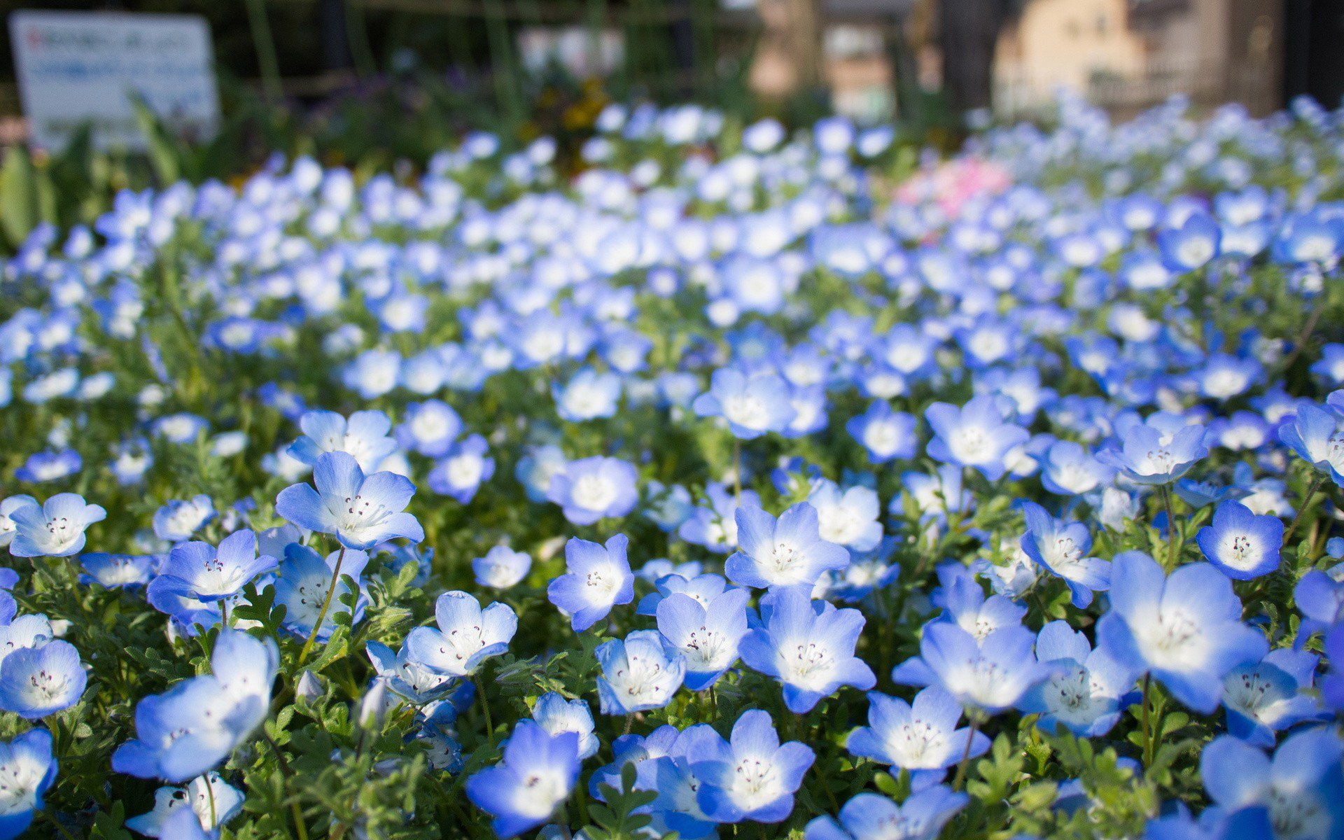 Descarga gratis la imagen Flores, Flor, Tierra/naturaleza en el escritorio de tu PC