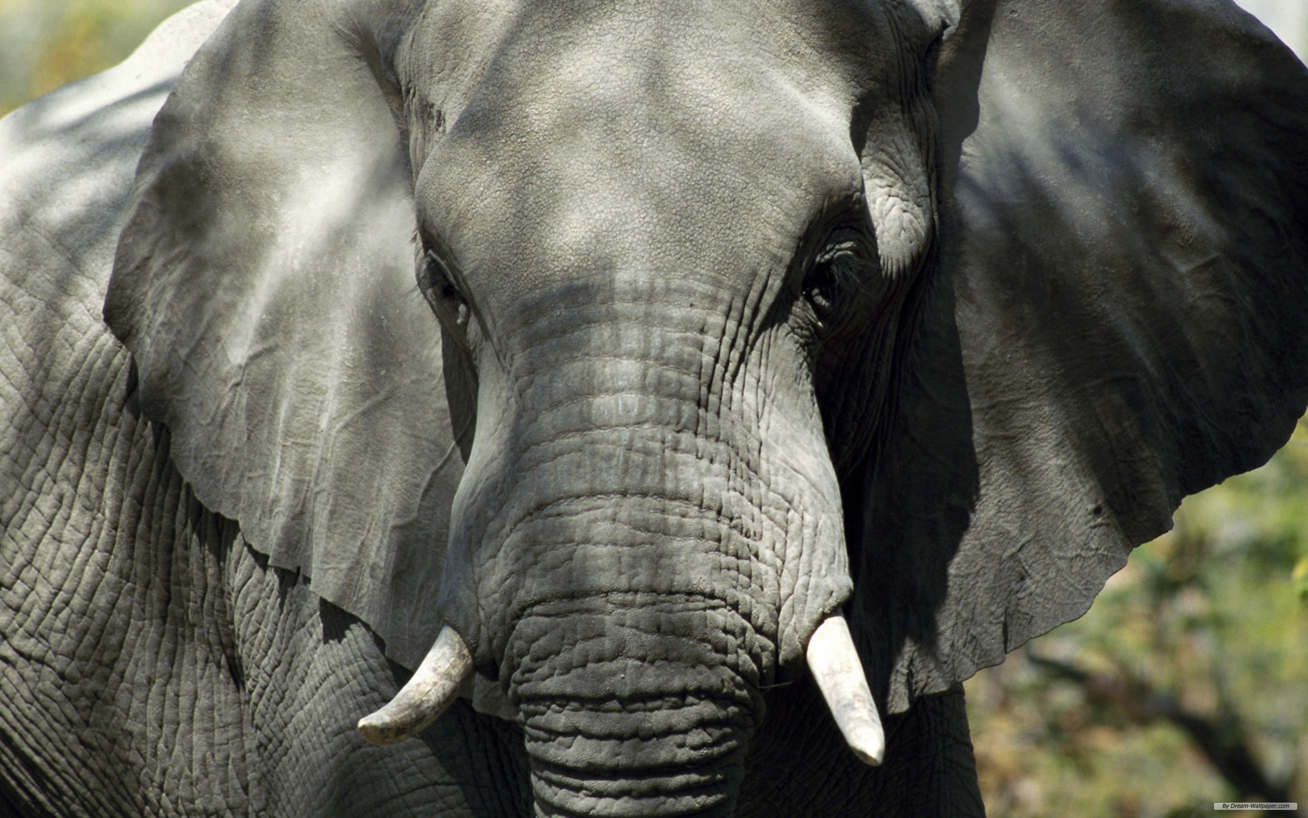 175284 скачать картинку животные, африканский слон, слоны - обои и заставки бесплатно