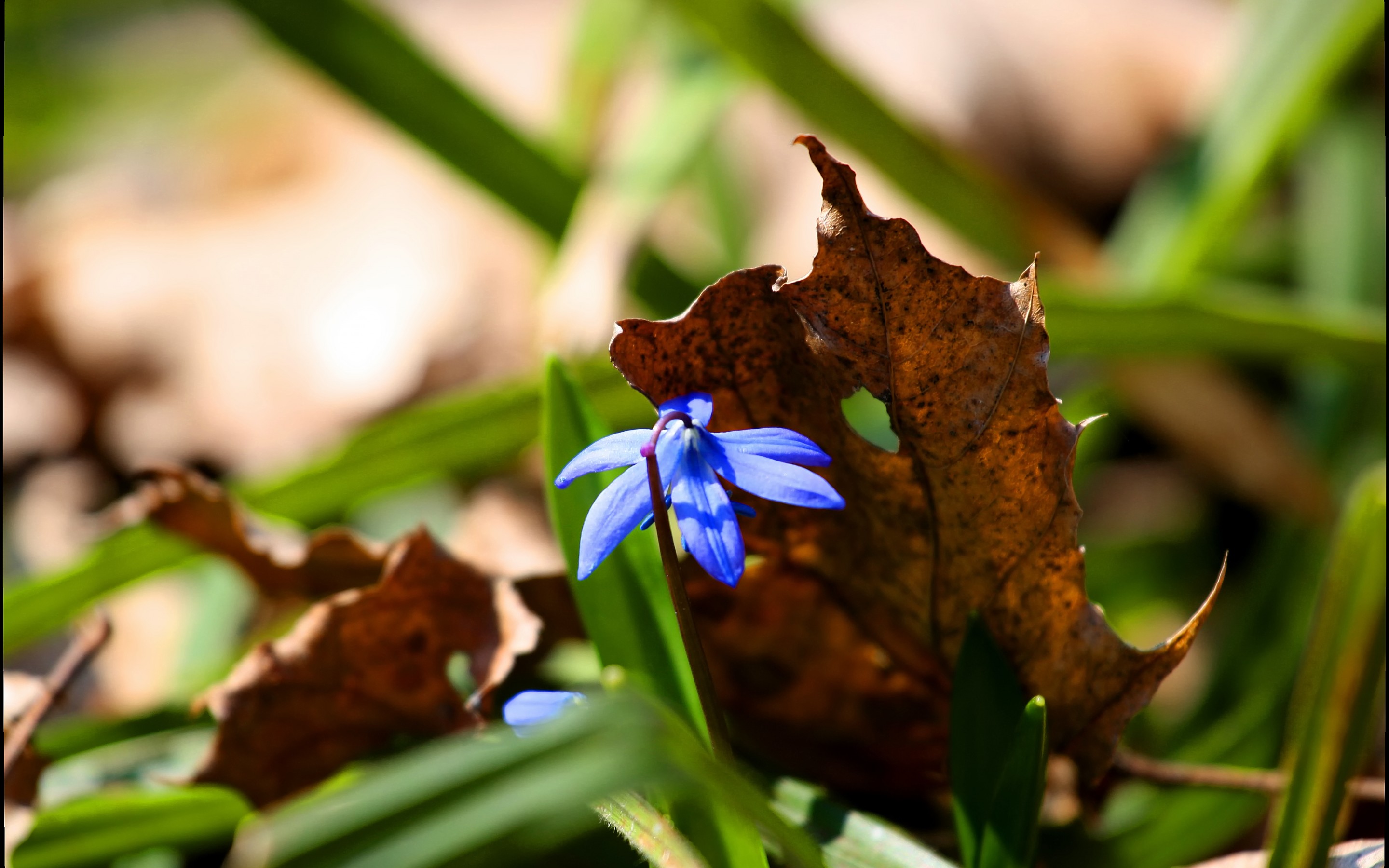 Téléchargez gratuitement l'image Fleurs, Fleur, Terre/nature sur le bureau de votre PC