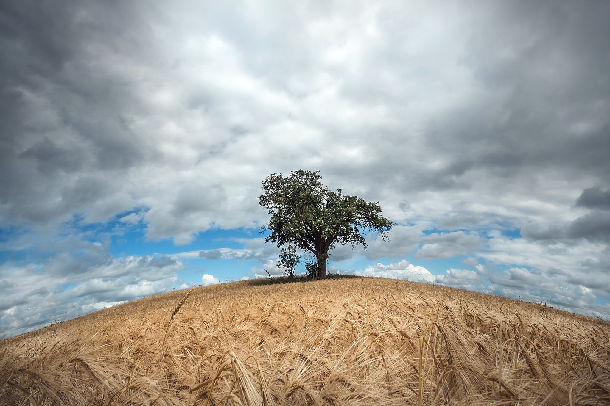 Download mobile wallpaper Nature, Summer, Wheat, Tree, Earth, Field, Cloud for free.