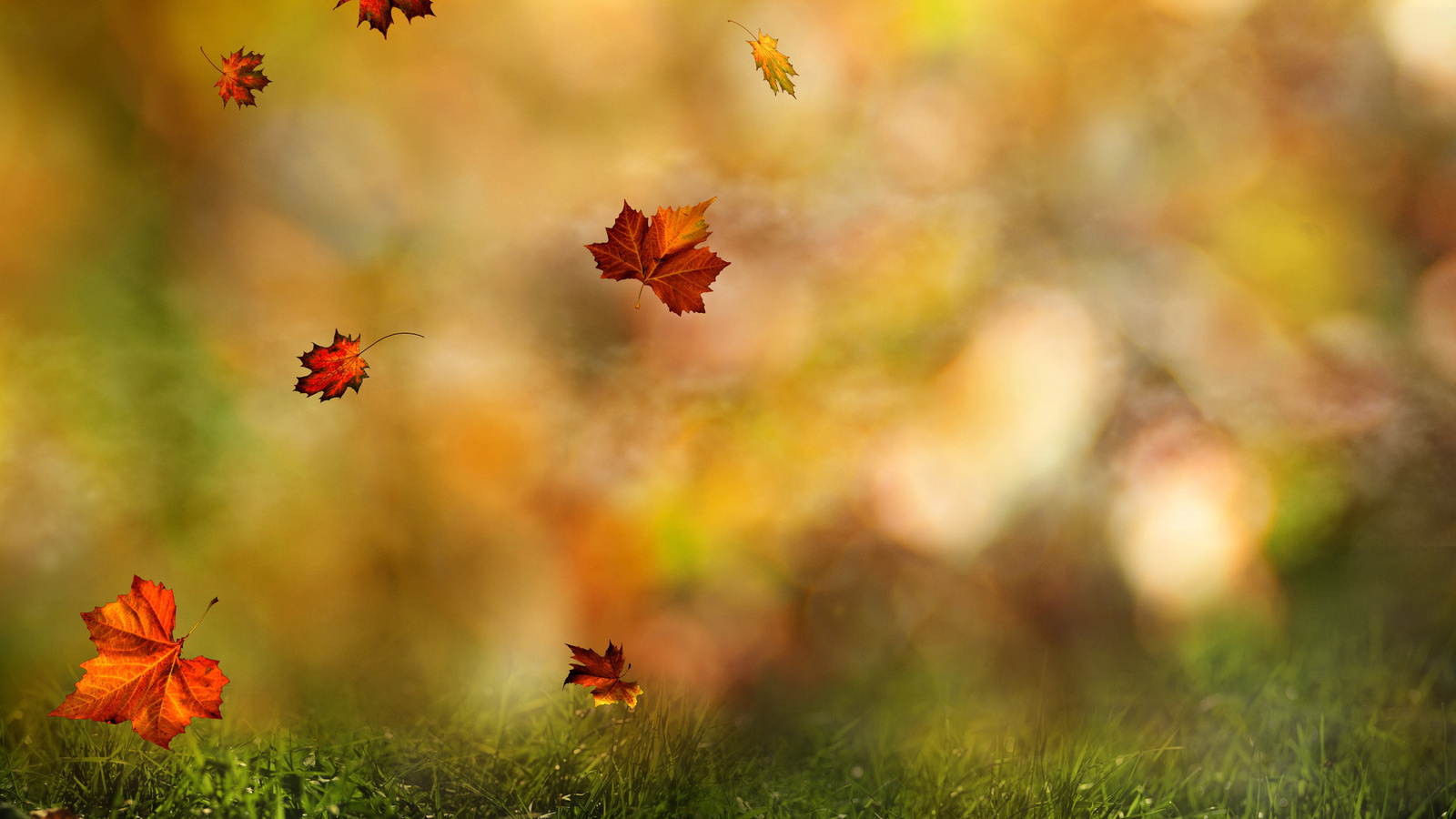 Скачать обои бесплатно Осень, Листья, Растения картинка на рабочий стол ПК