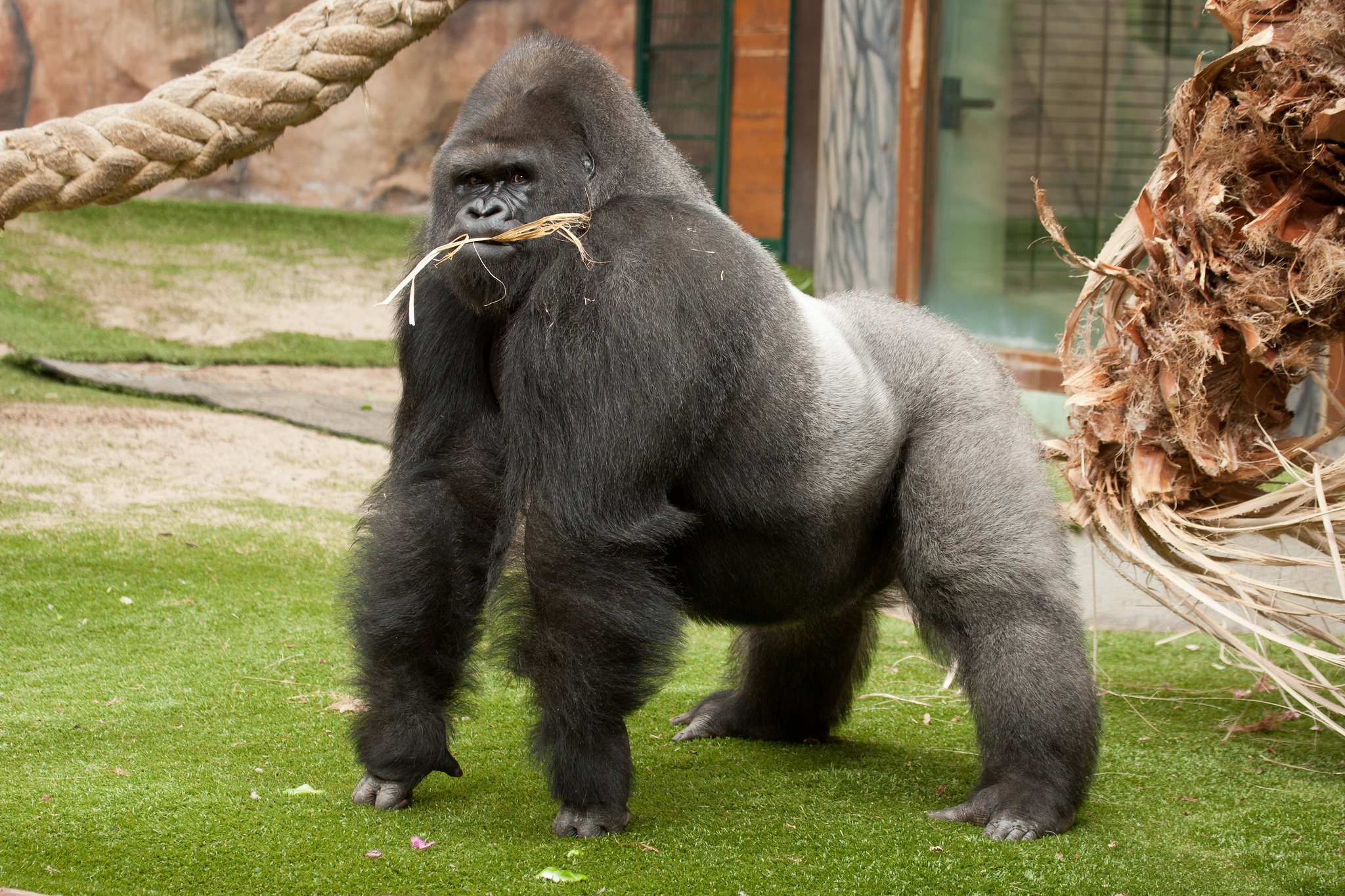 306234 Bild herunterladen tiere, gorilla, affen - Hintergrundbilder und Bildschirmschoner kostenlos
