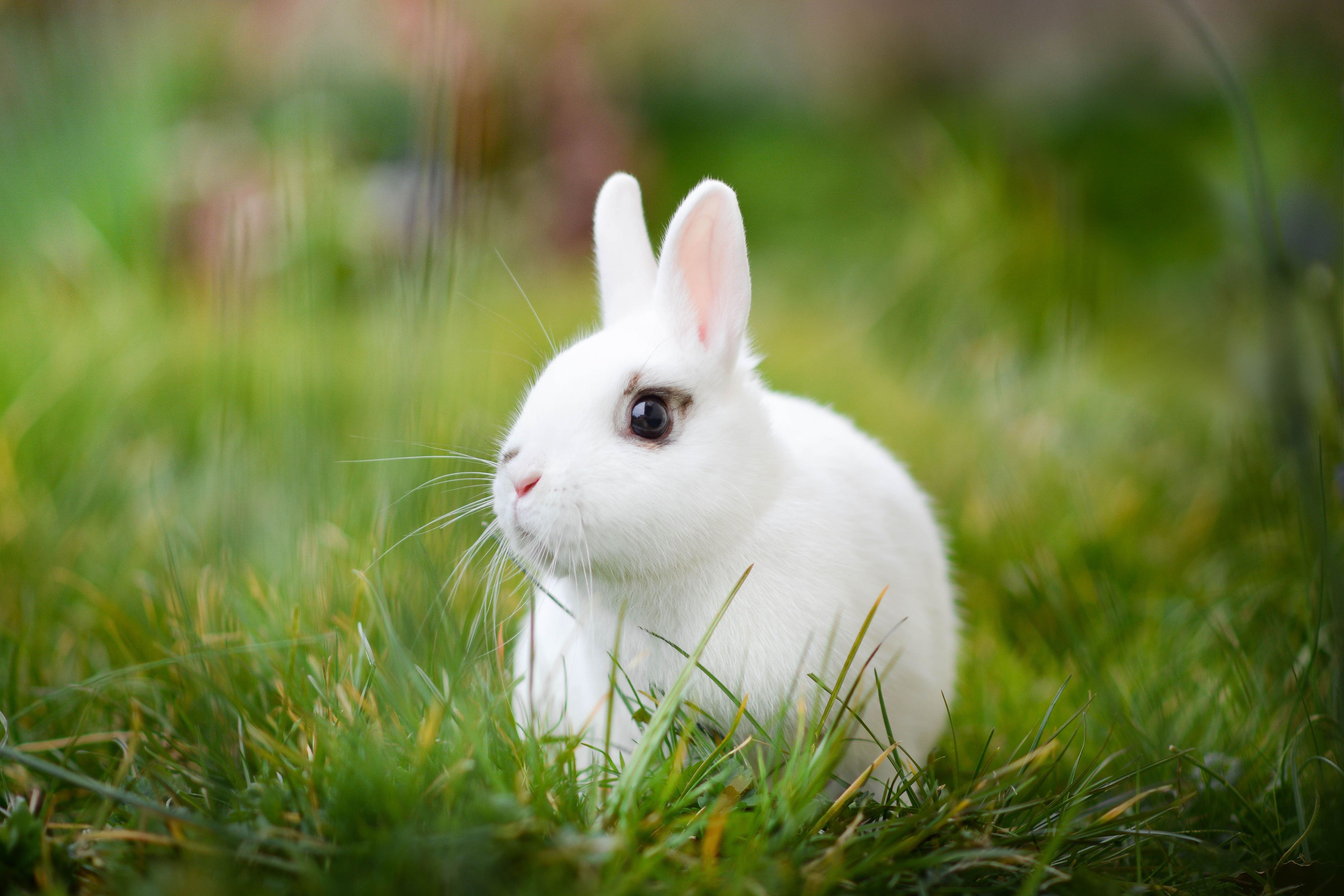 Free download wallpaper Grass, Blur, Animal, Rabbit on your PC desktop