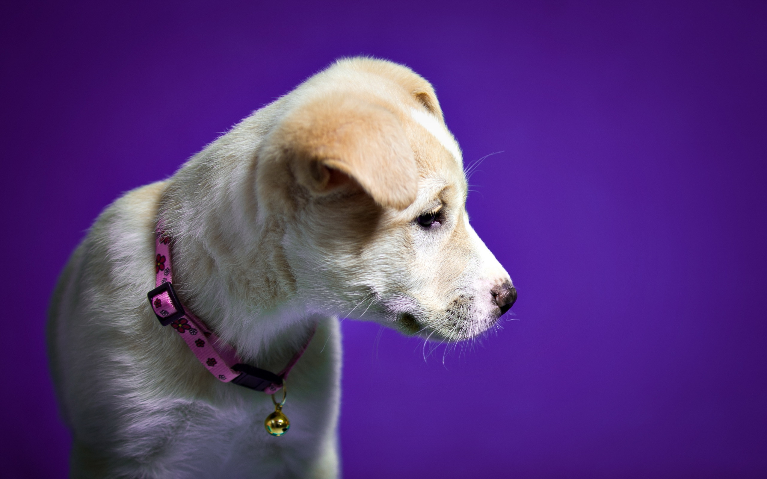 Baixe gratuitamente a imagem Animais, Cães, Cão na área de trabalho do seu PC