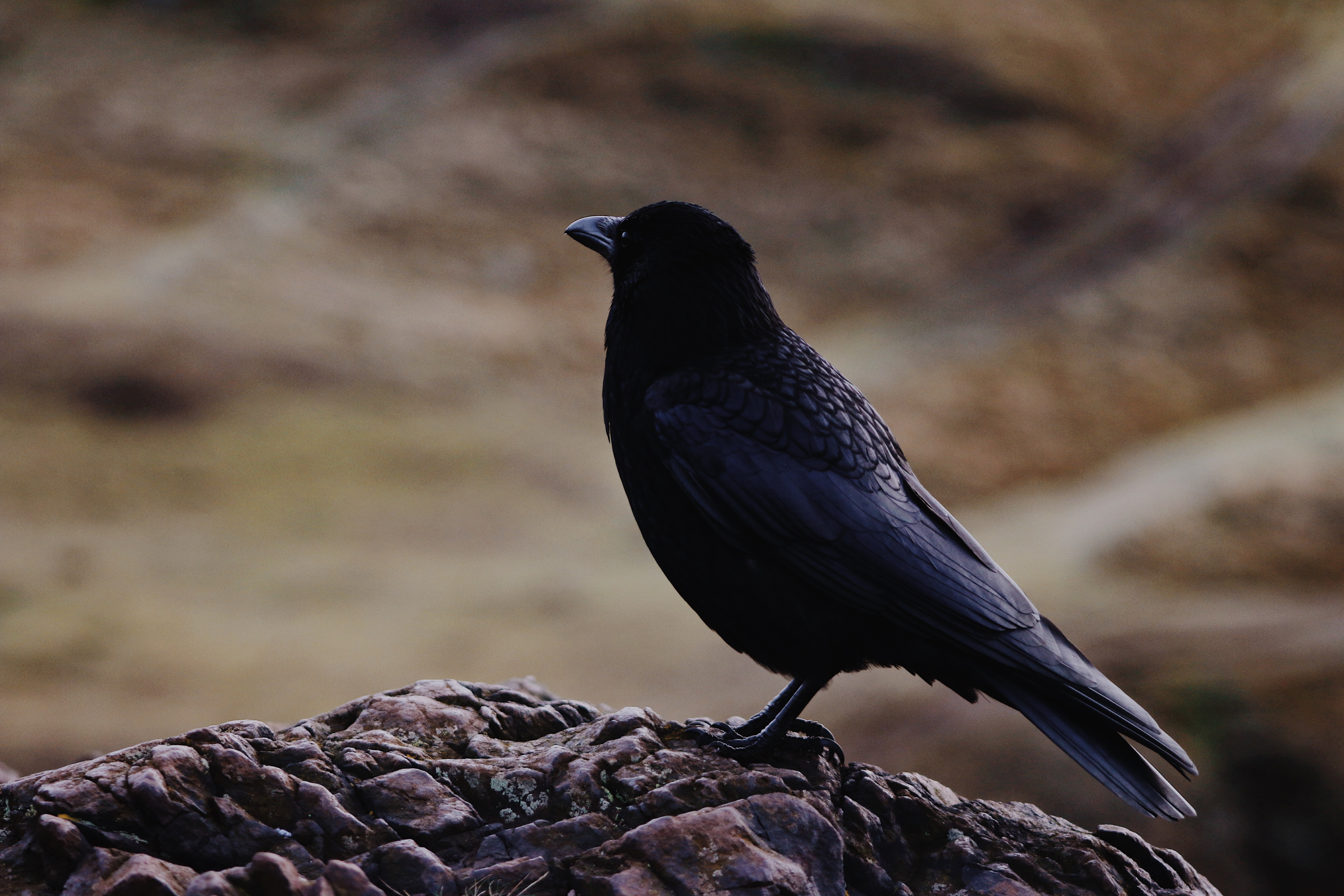 raven, animals, black, bird cellphone
