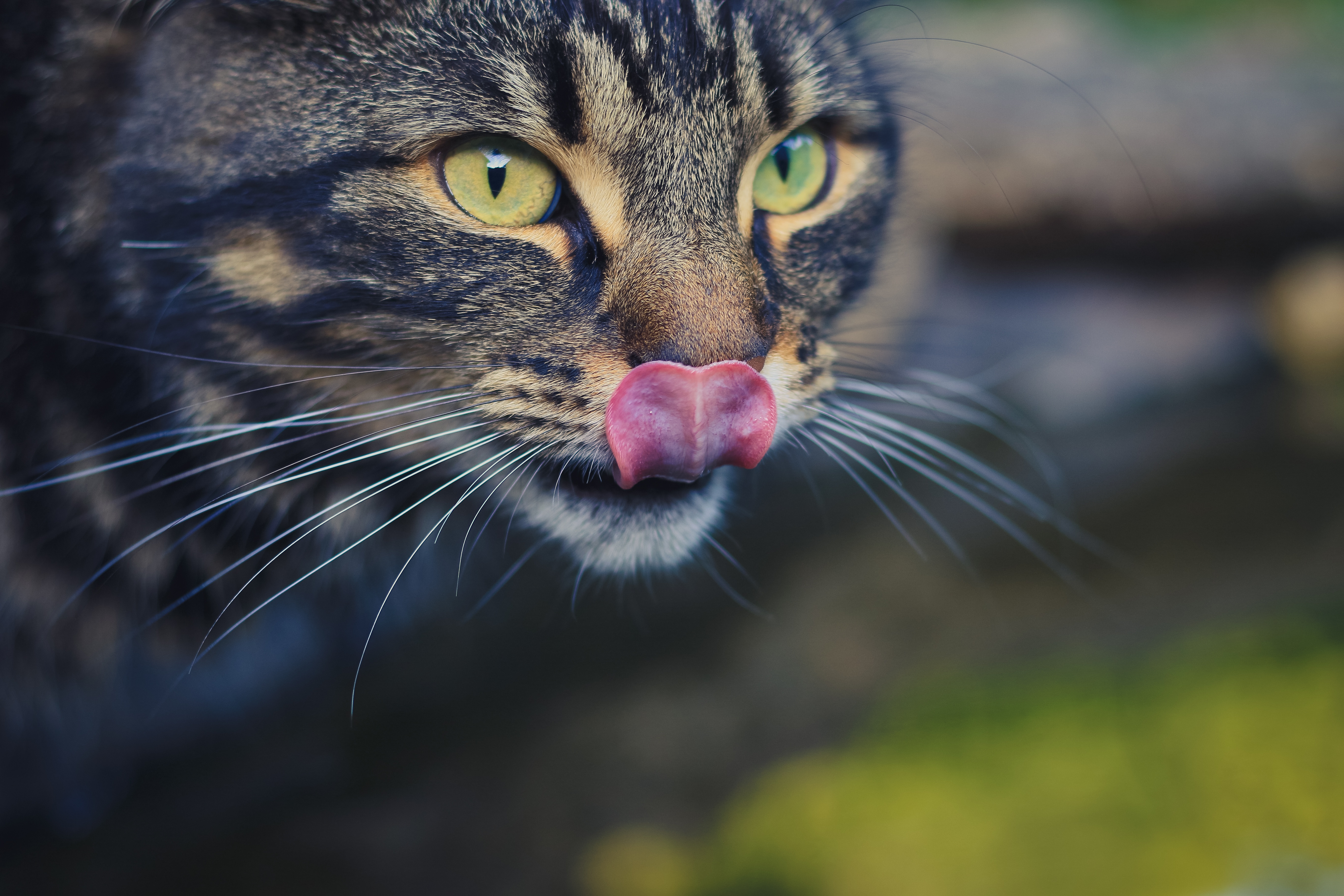 Descarga gratis la imagen Animales, Gatos, Gato, Difuminado, Mirar Fijamente en el escritorio de tu PC