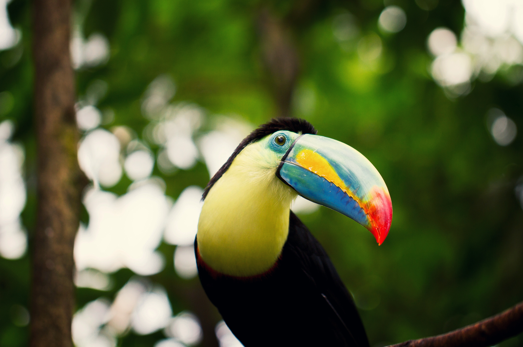 toucan, animal, birds