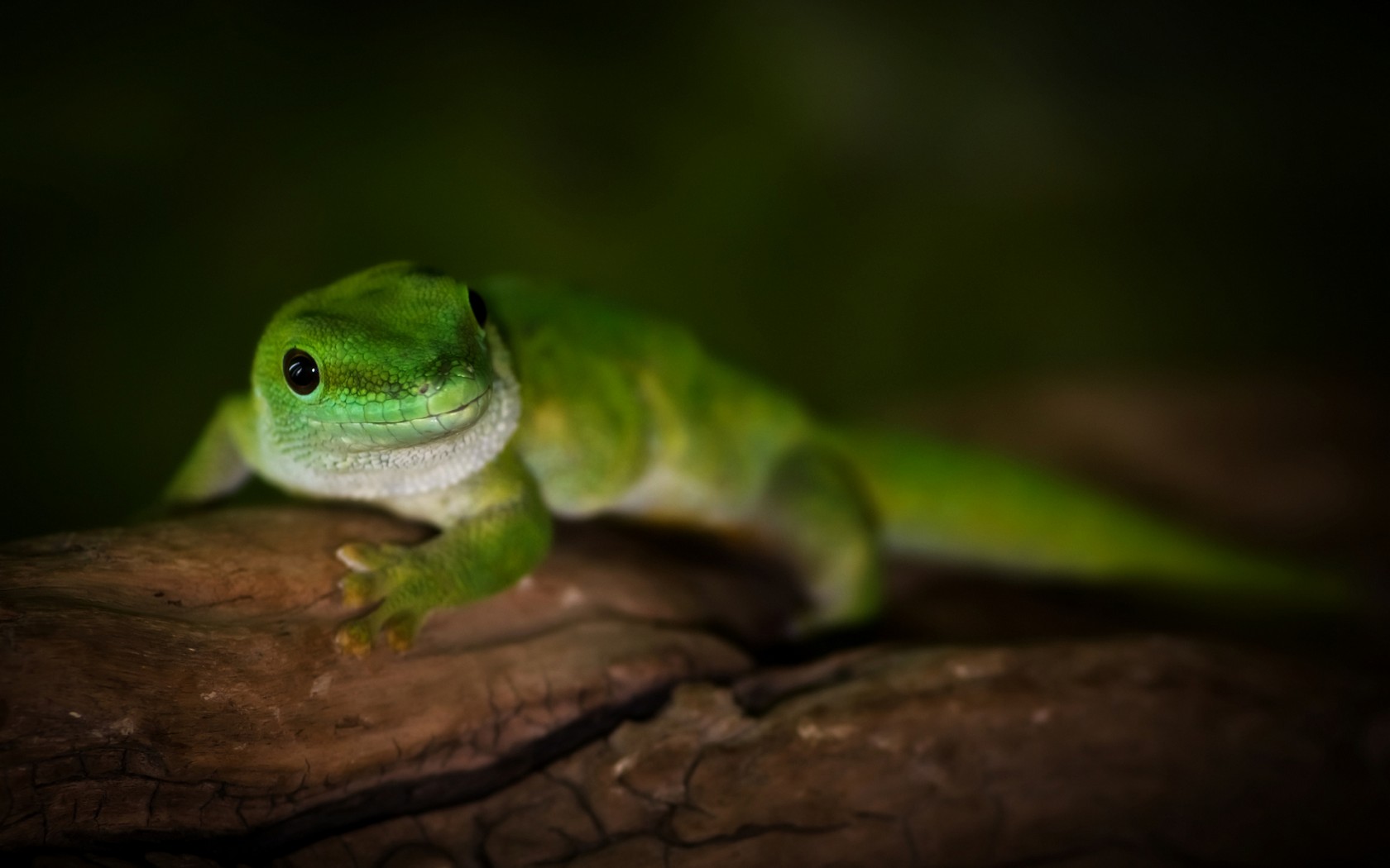 Free download wallpaper Lizard, Reptiles, Animal on your PC desktop
