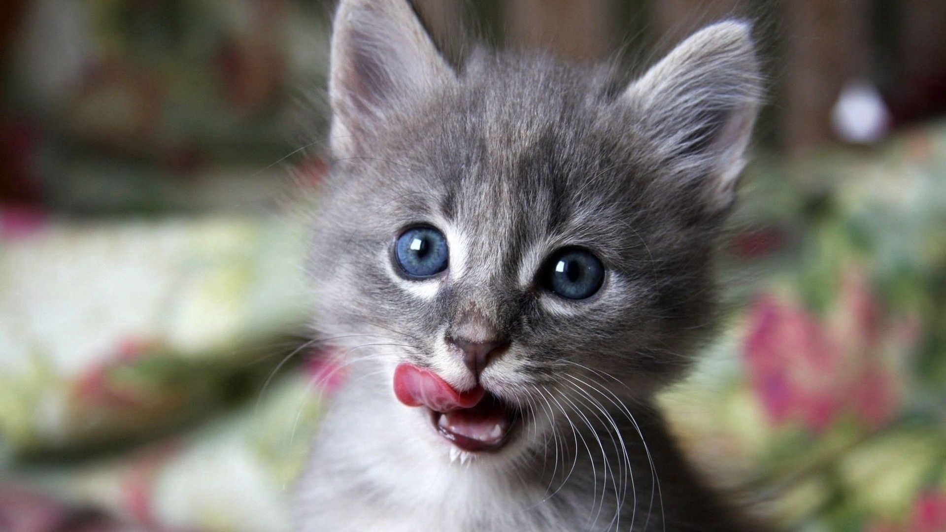 kitten, animals, kitty, muzzle, lick your lips, licking, curiosity