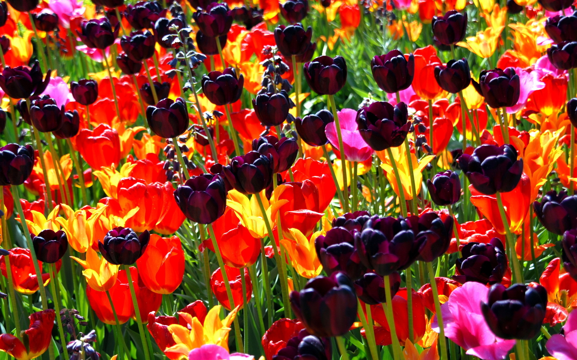 Handy-Wallpaper Tulpe, Blumen, Blume, Erde/natur kostenlos herunterladen.