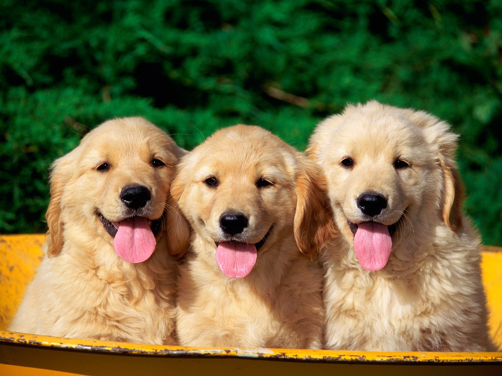 Download mobile wallpaper Dog, Animal, Puppy, Golden Retriever for free.