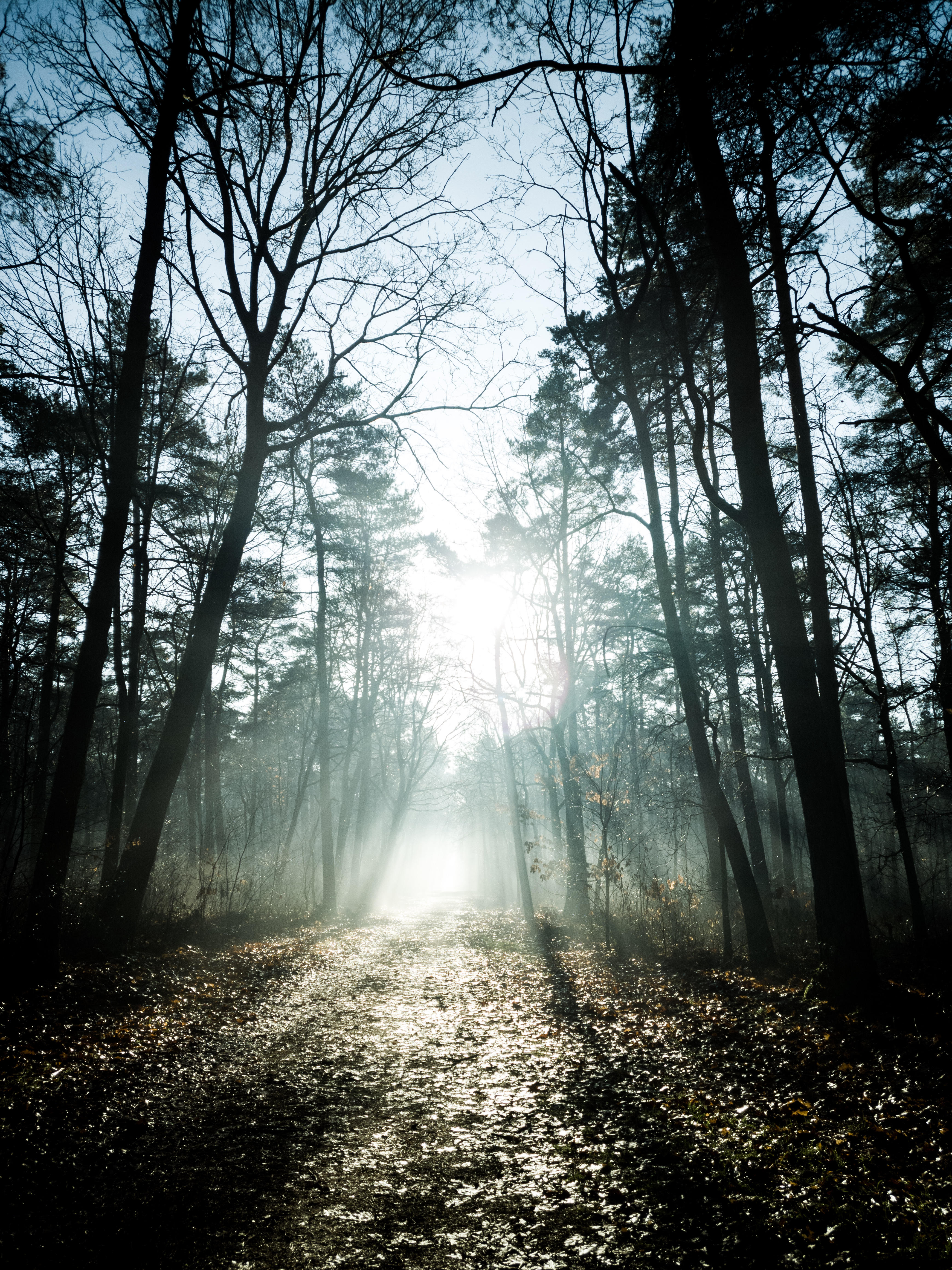 Free download wallpaper Nature, Trees, Rays, Beams, Forest, Sunlight on your PC desktop