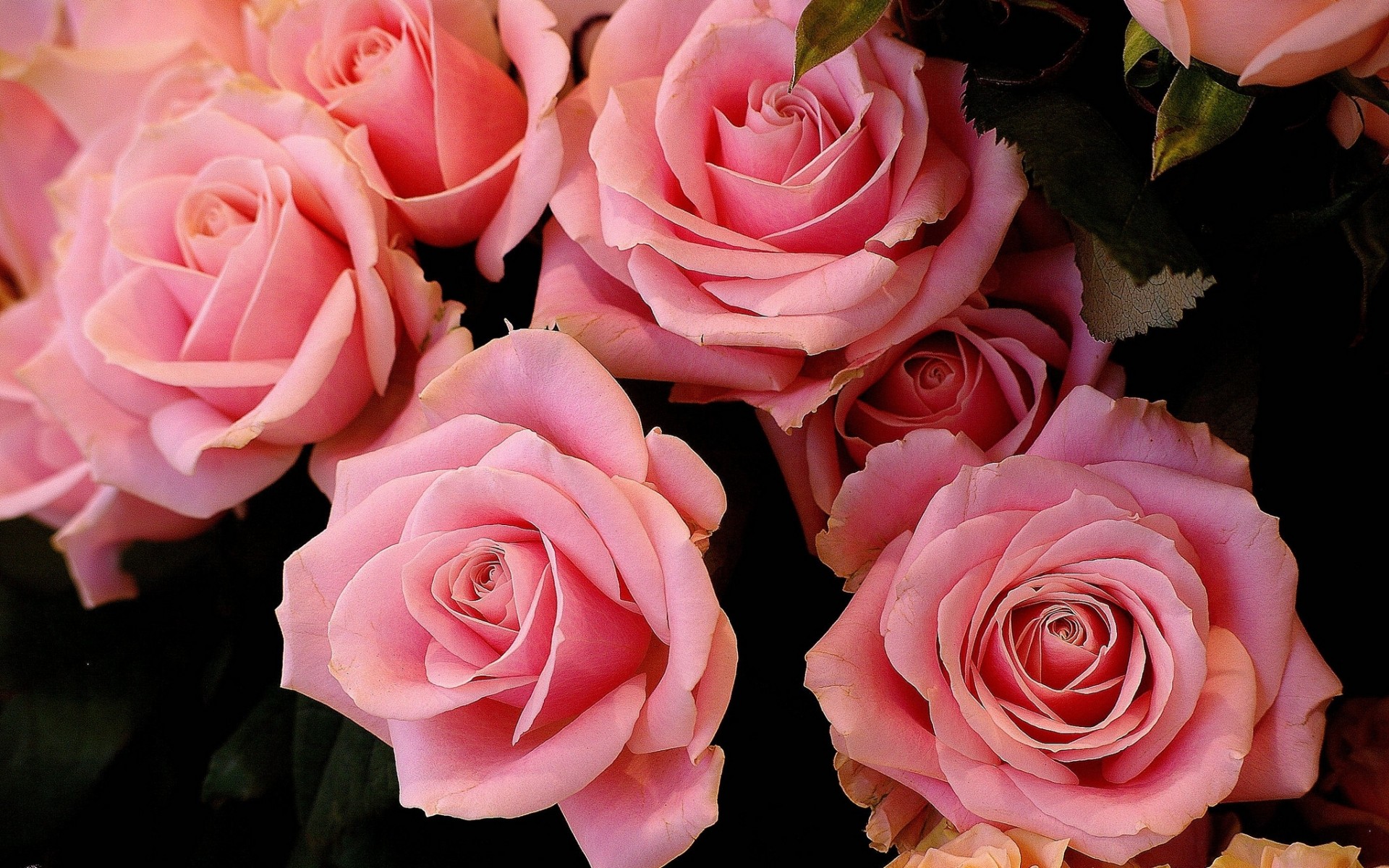 Скачать обои бесплатно Цветок, Роза, Крупный План, Земля/природа, Розовый Цветок, Флауэрсы картинка на рабочий стол ПК