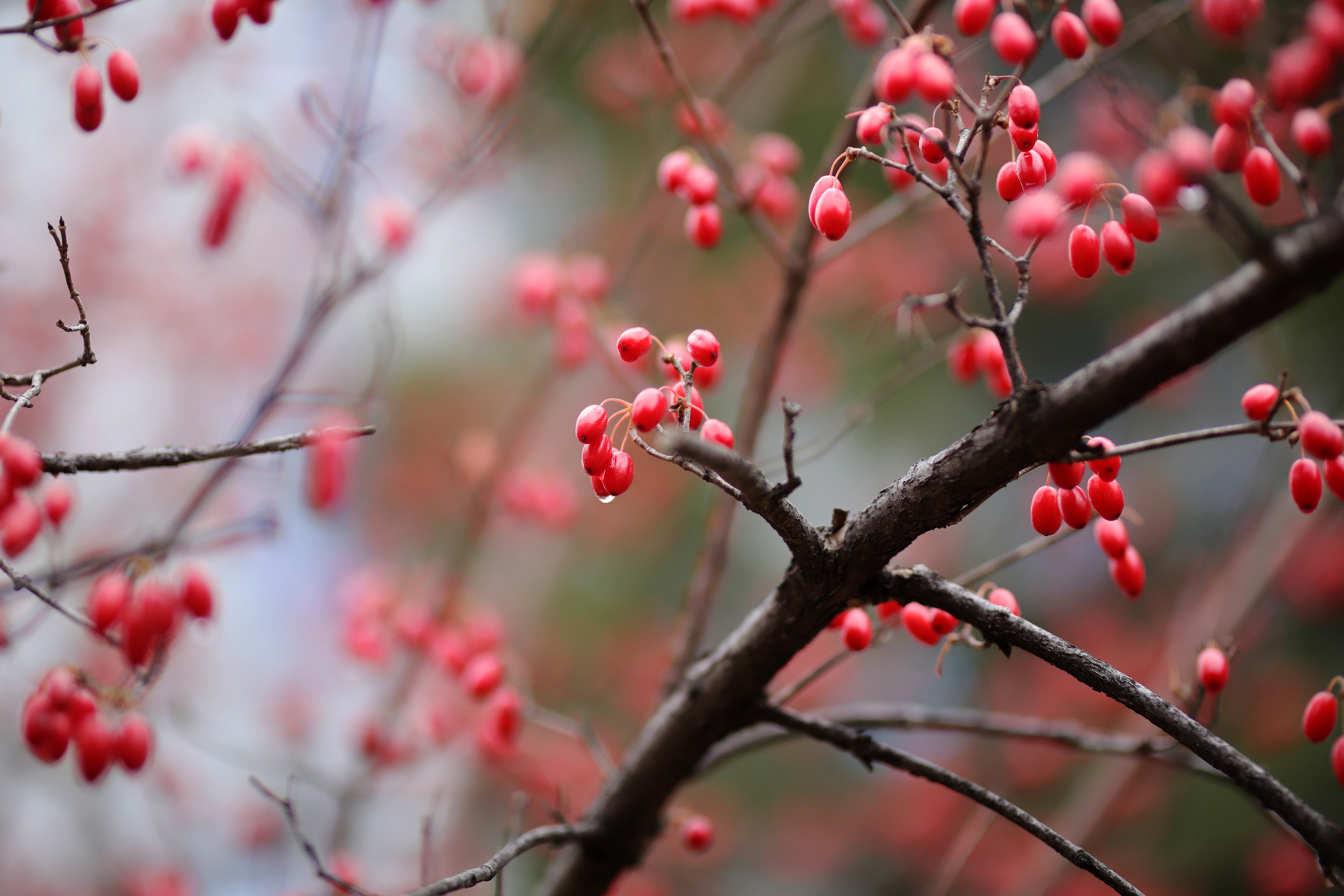 Free download wallpaper Nature, Blur, Branch, Earth, Berry, Dogwood on your PC desktop