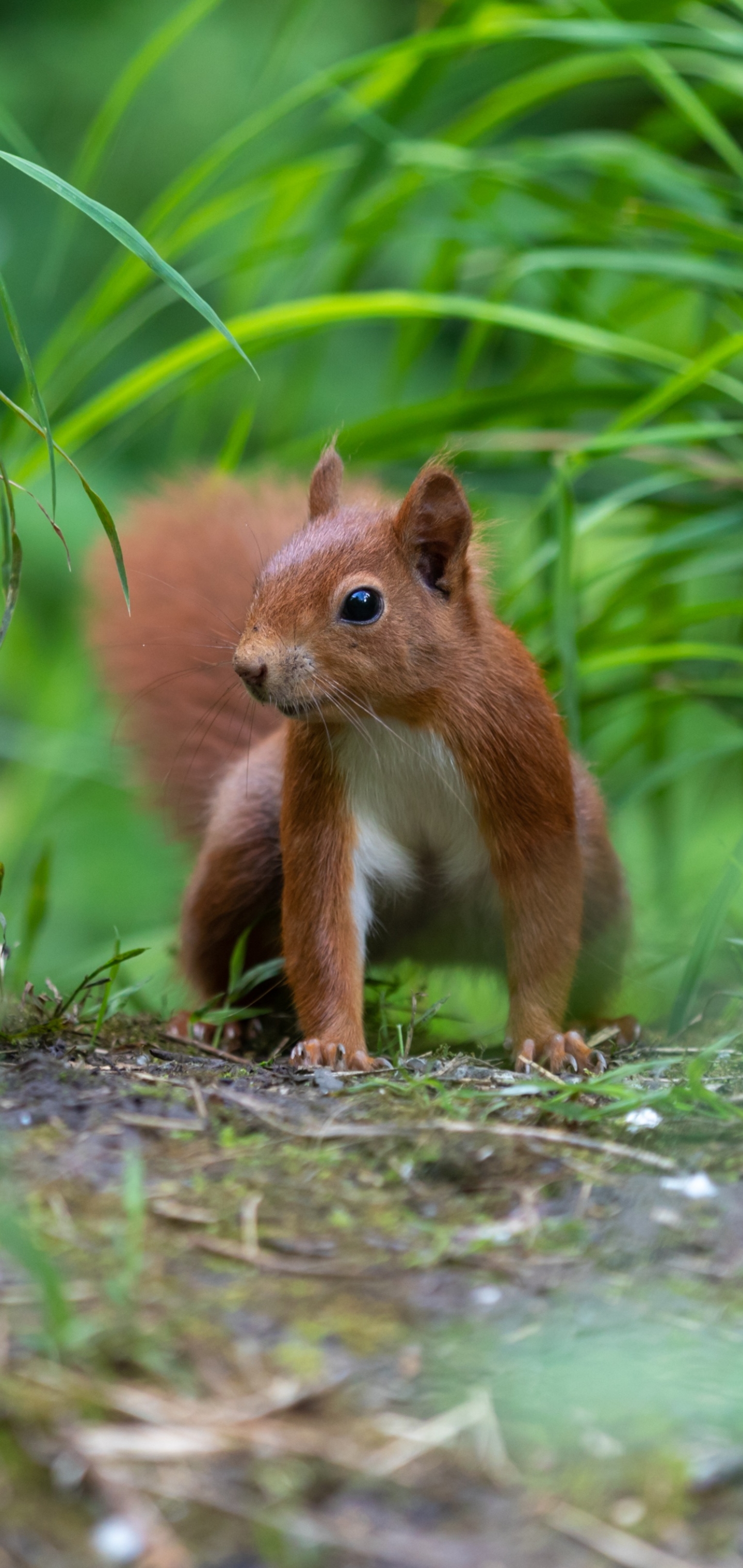 Descarga gratuita de fondo de pantalla para móvil de Animales, Ardilla, Roedor.