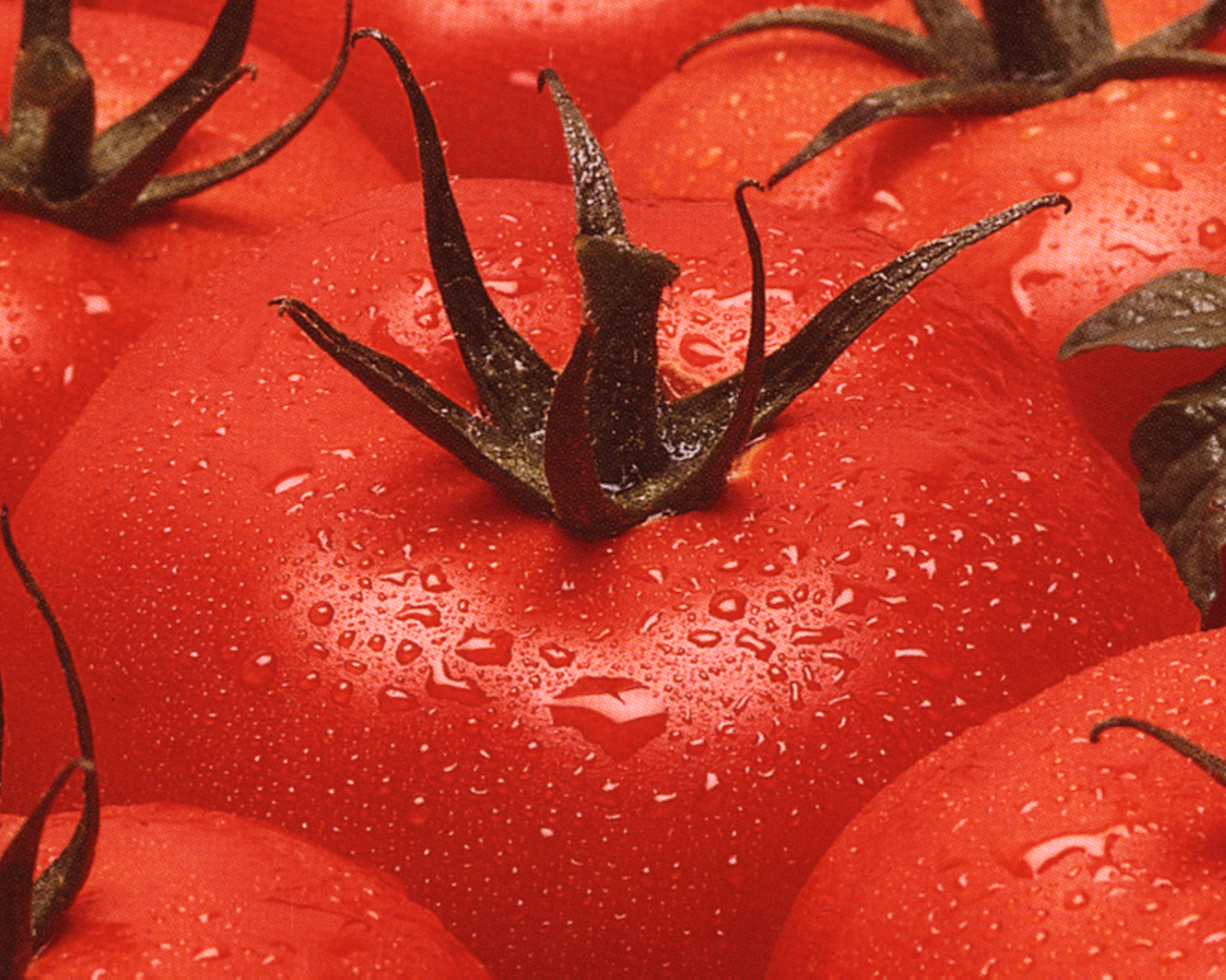 Téléchargez des papiers peints mobile Nourriture, Tomate, Des Fruits gratuitement.