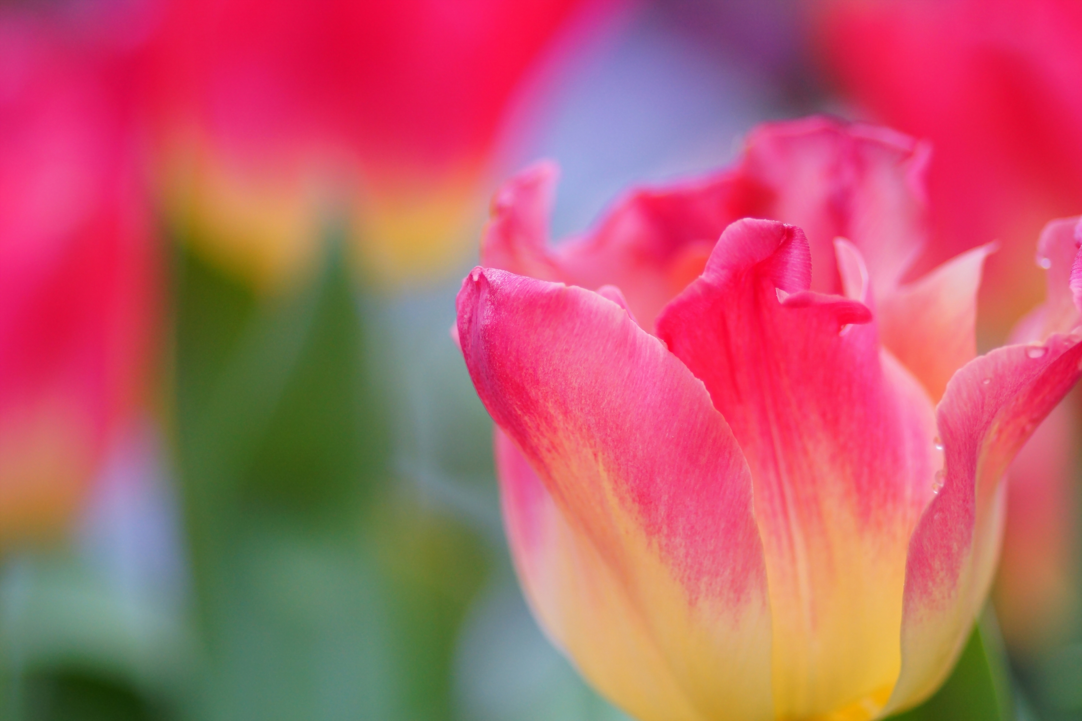 Free download wallpaper Flowers, Earth, Tulip on your PC desktop