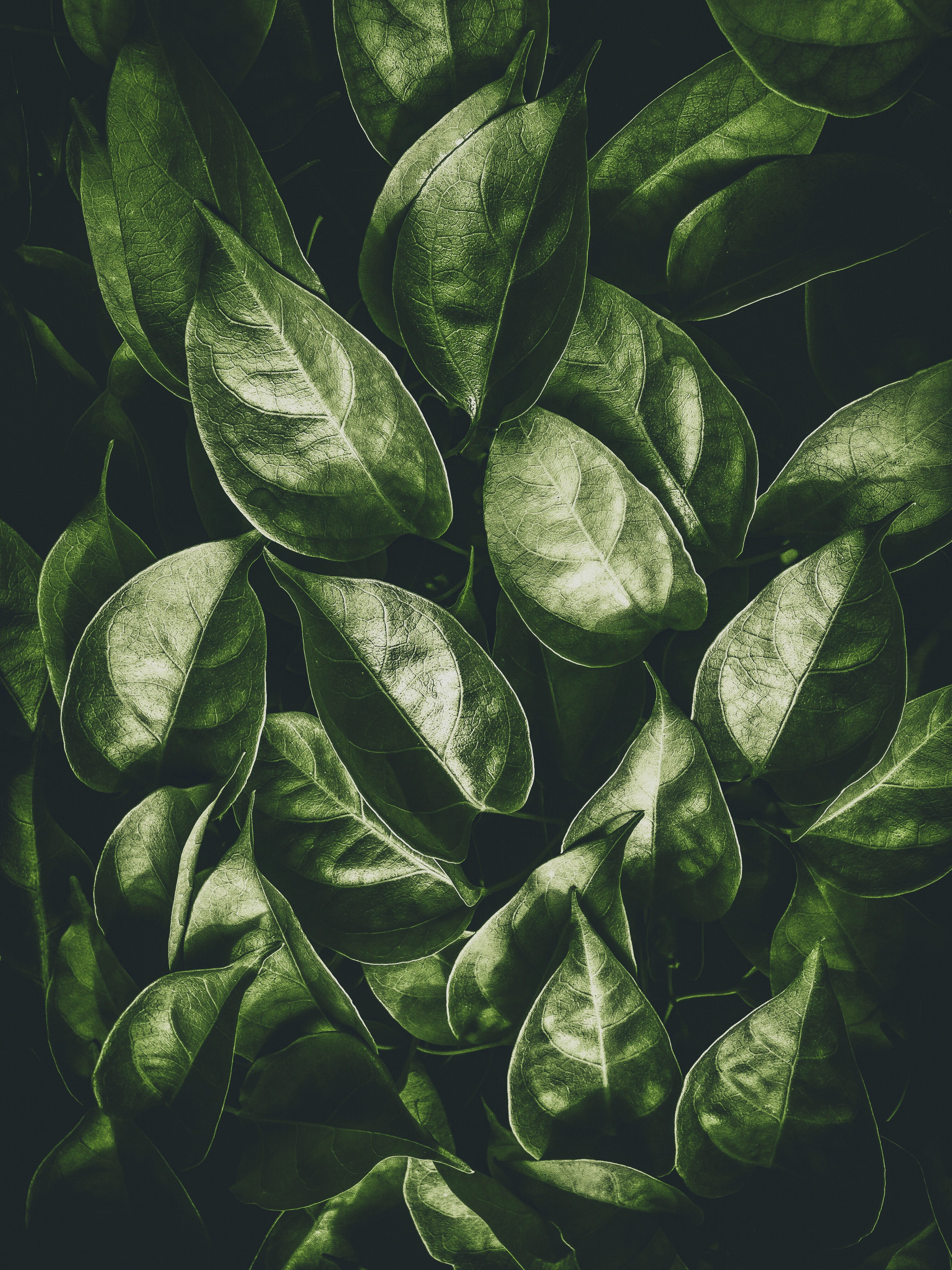 Laden Sie das Natur, Blätter, Scheinen, Pflanze, Brillanz-Bild kostenlos auf Ihren PC-Desktop herunter