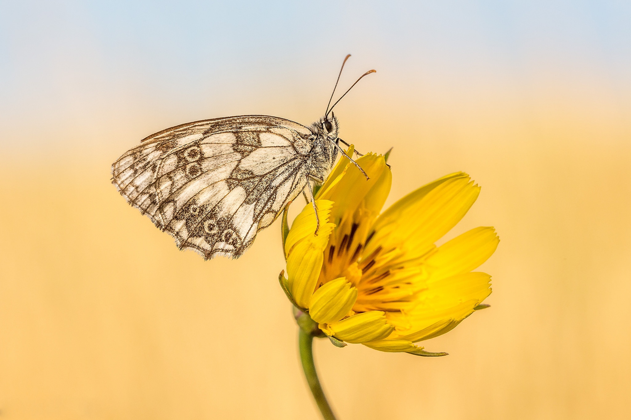 Download mobile wallpaper Flower, Macro, Butterfly, Animal for free.