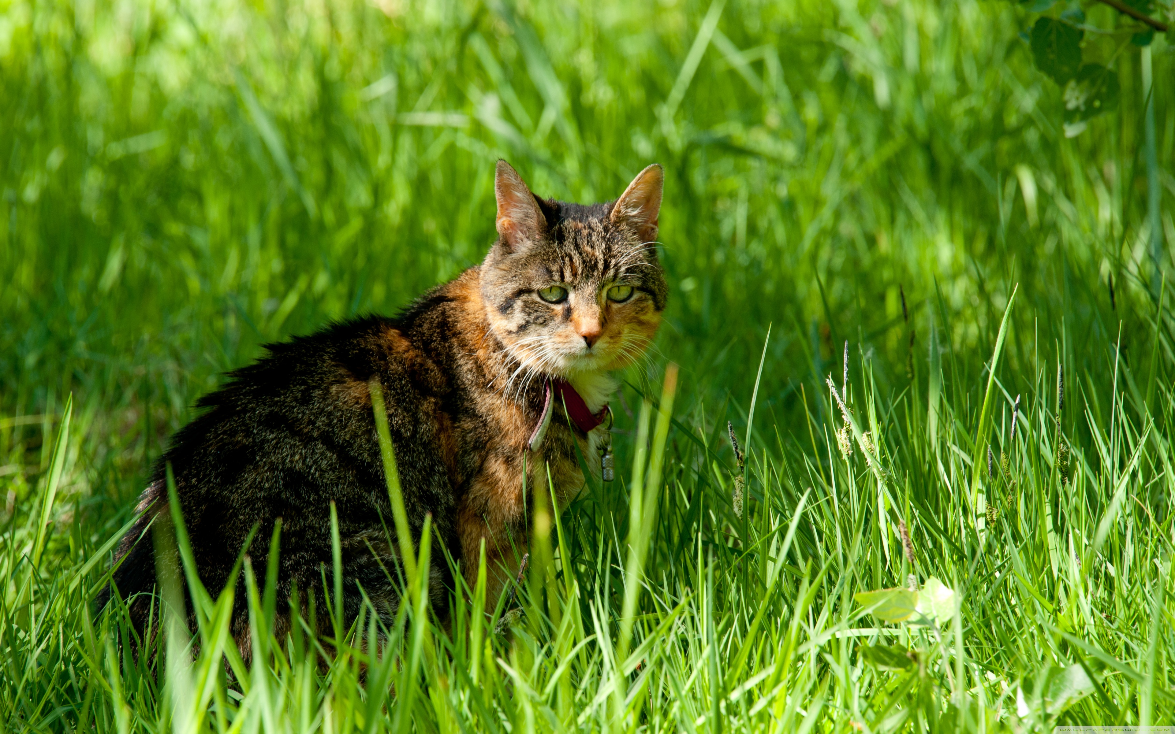 PCデスクトップに動物, ネコ, 猫画像を無料でダウンロード