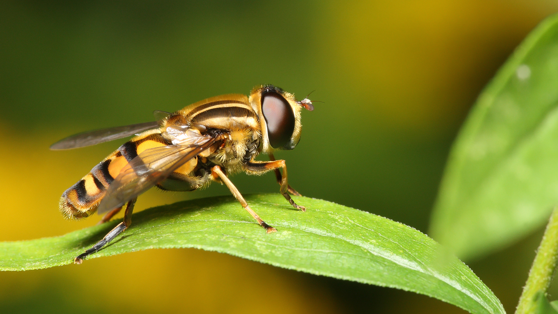 Free download wallpaper Animal, Hoverfly on your PC desktop