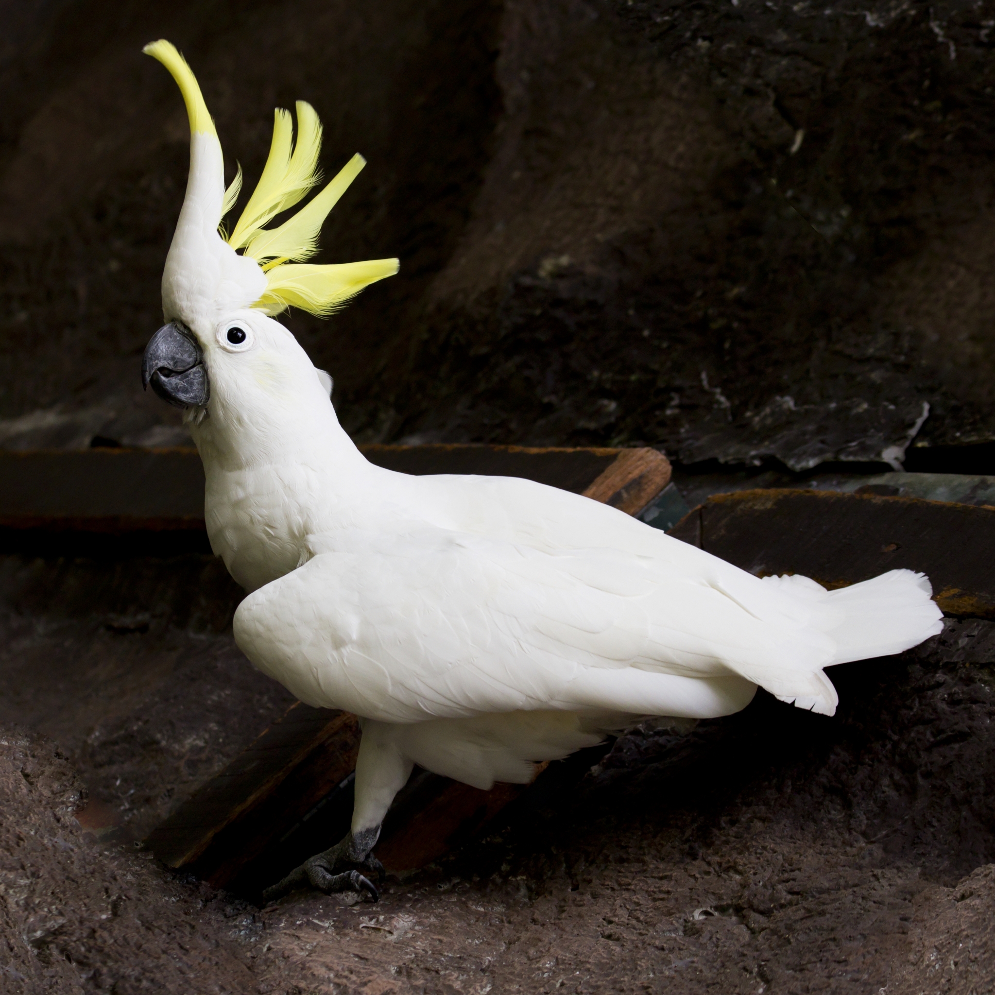 PCデスクトップに動物, 鳥, サルファー・クレステッド・オウム画像を無料でダウンロード